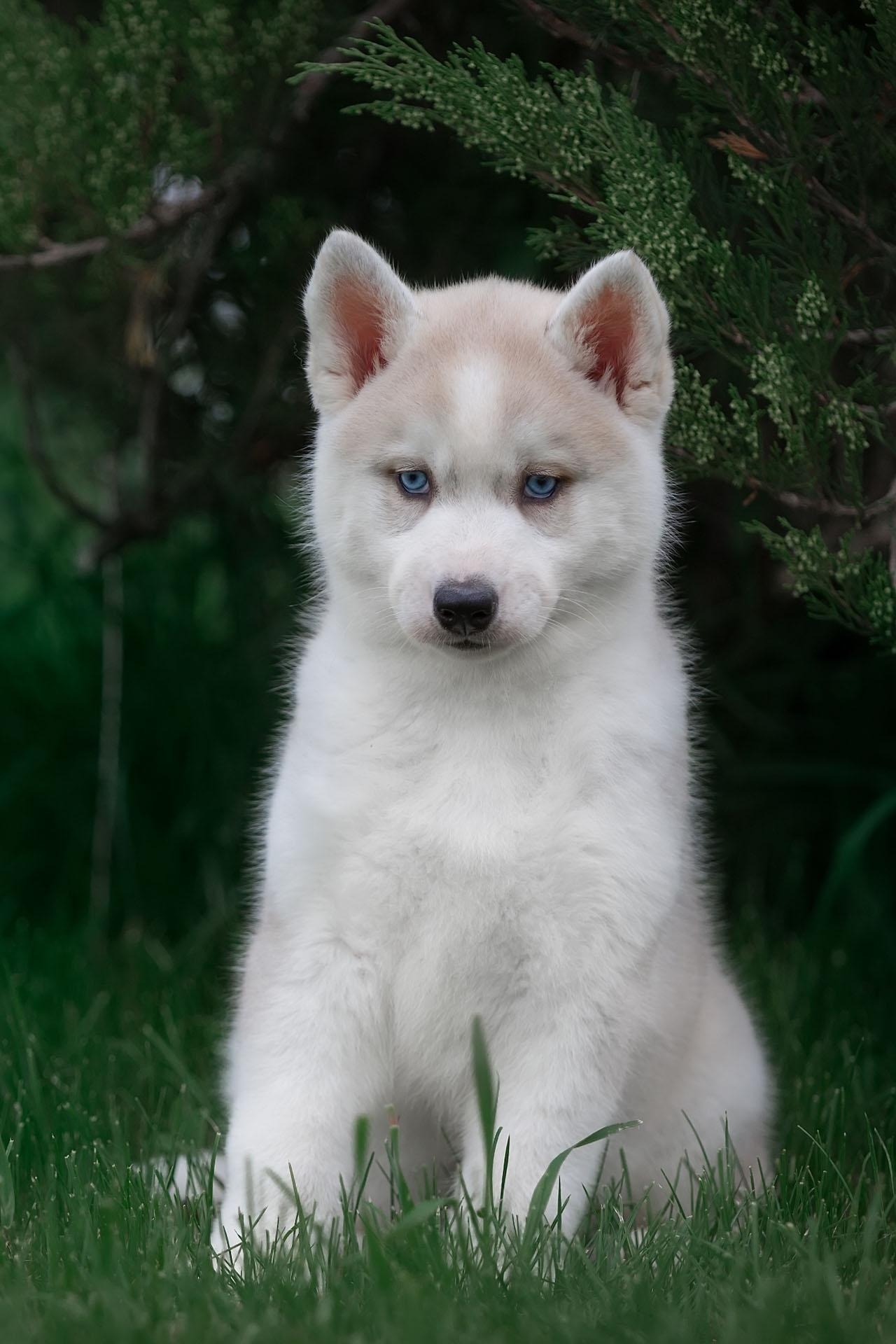 1280x1920 Husky dog Wallpaper HD, background & themes for Android, Phone