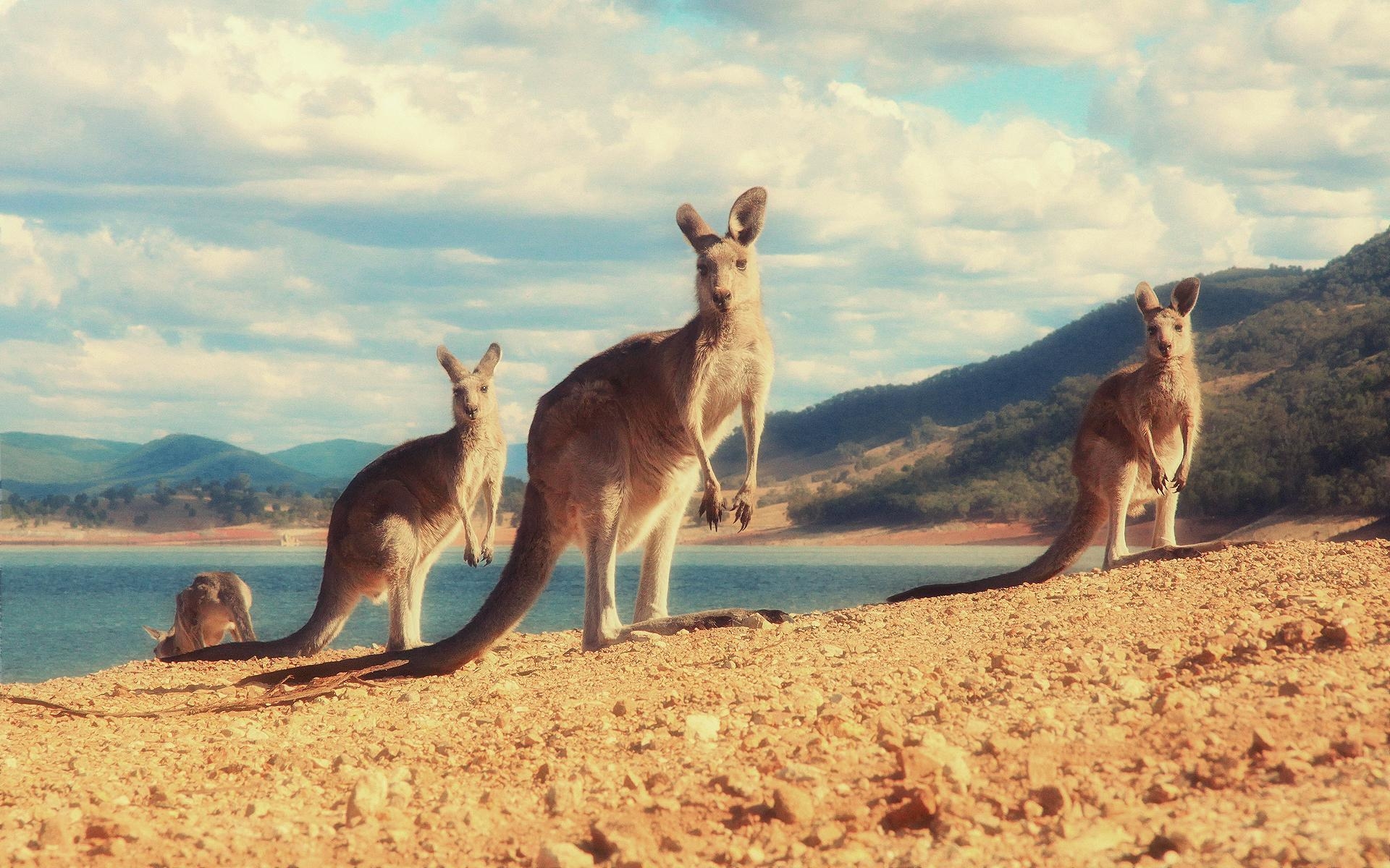 1920x1200 Kangaroo Wallpaper 8 X 1200, Desktop