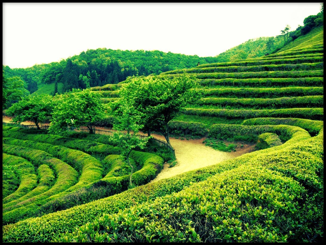 1280x960 Will Travel for Tea: Boseong, South Korea. Seoul Searching, Desktop