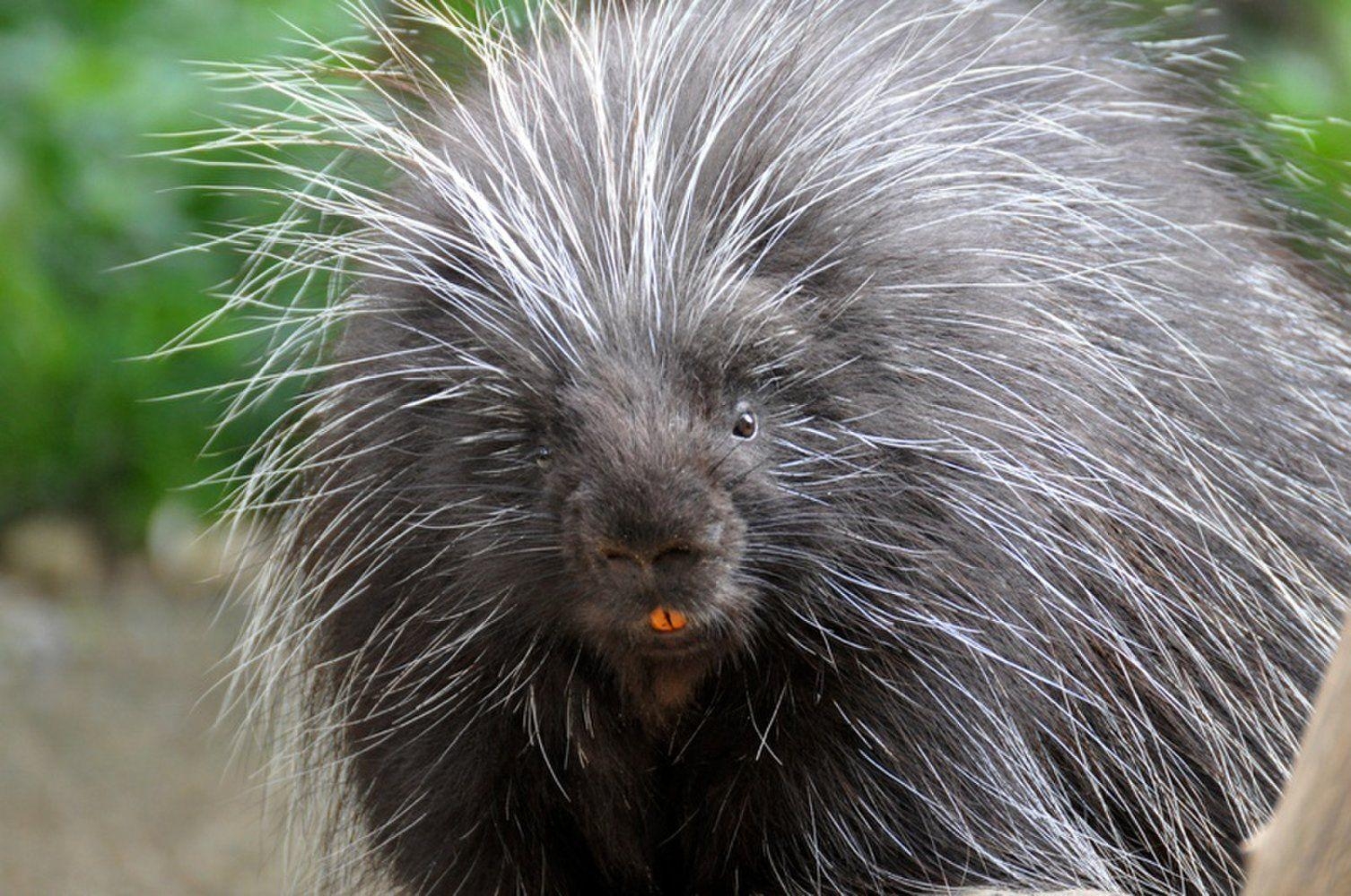 1510x1000 Most viewed Porcupine wallpaperK Wallpaper, Desktop