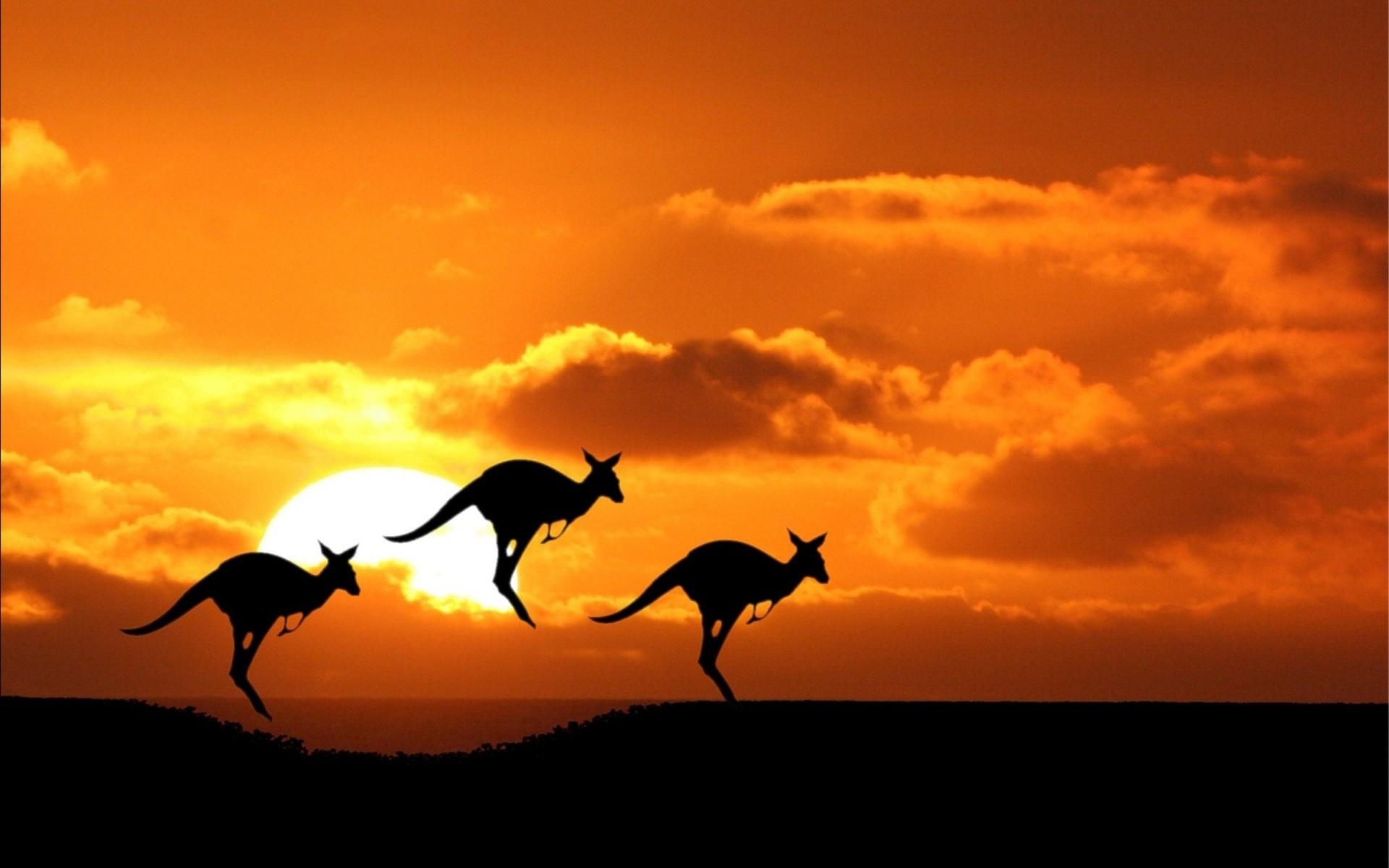 1920x1200 Australian Kangaroo During Sunset Wallpaper HD, Desktop