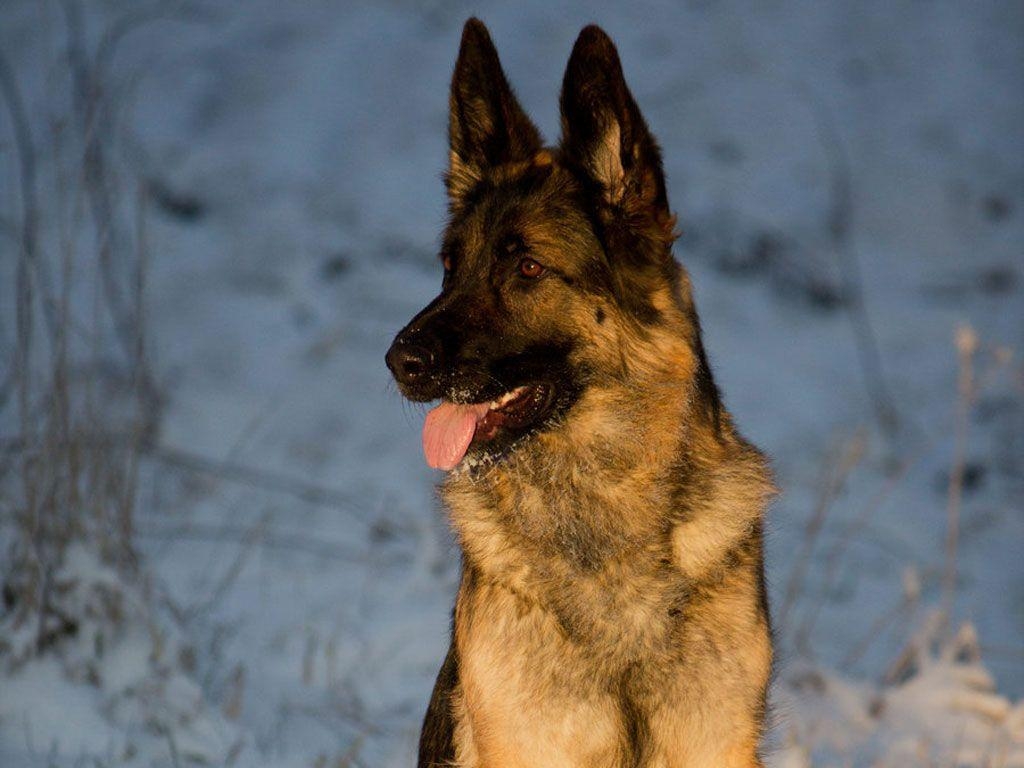 1030x770 Tasty tidbits: the german shepherd's unique guarding and tracking, Desktop