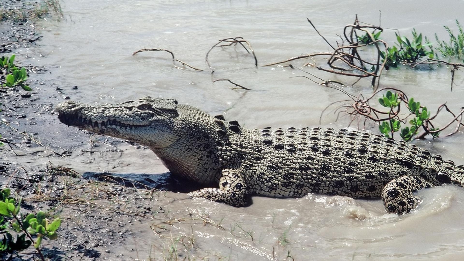 1920x1080 Saltwater crocodile HD Wallpaper (3). alligator. Crocodiles, Desktop