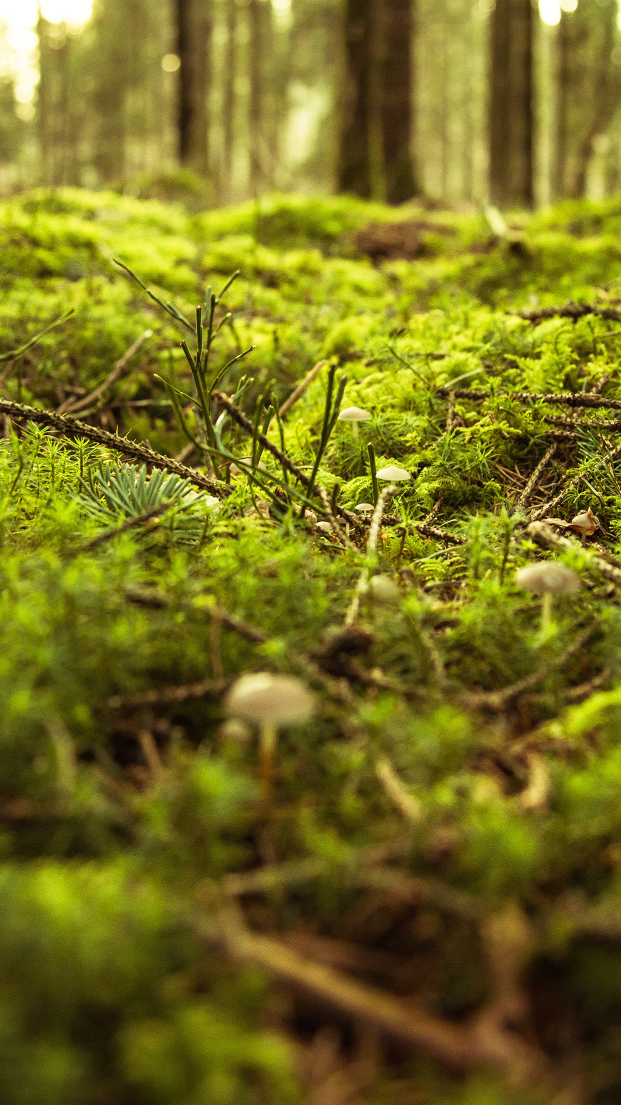 1250x2210 iPhone X wallpaper. forest green bokeh mountain nature, Phone