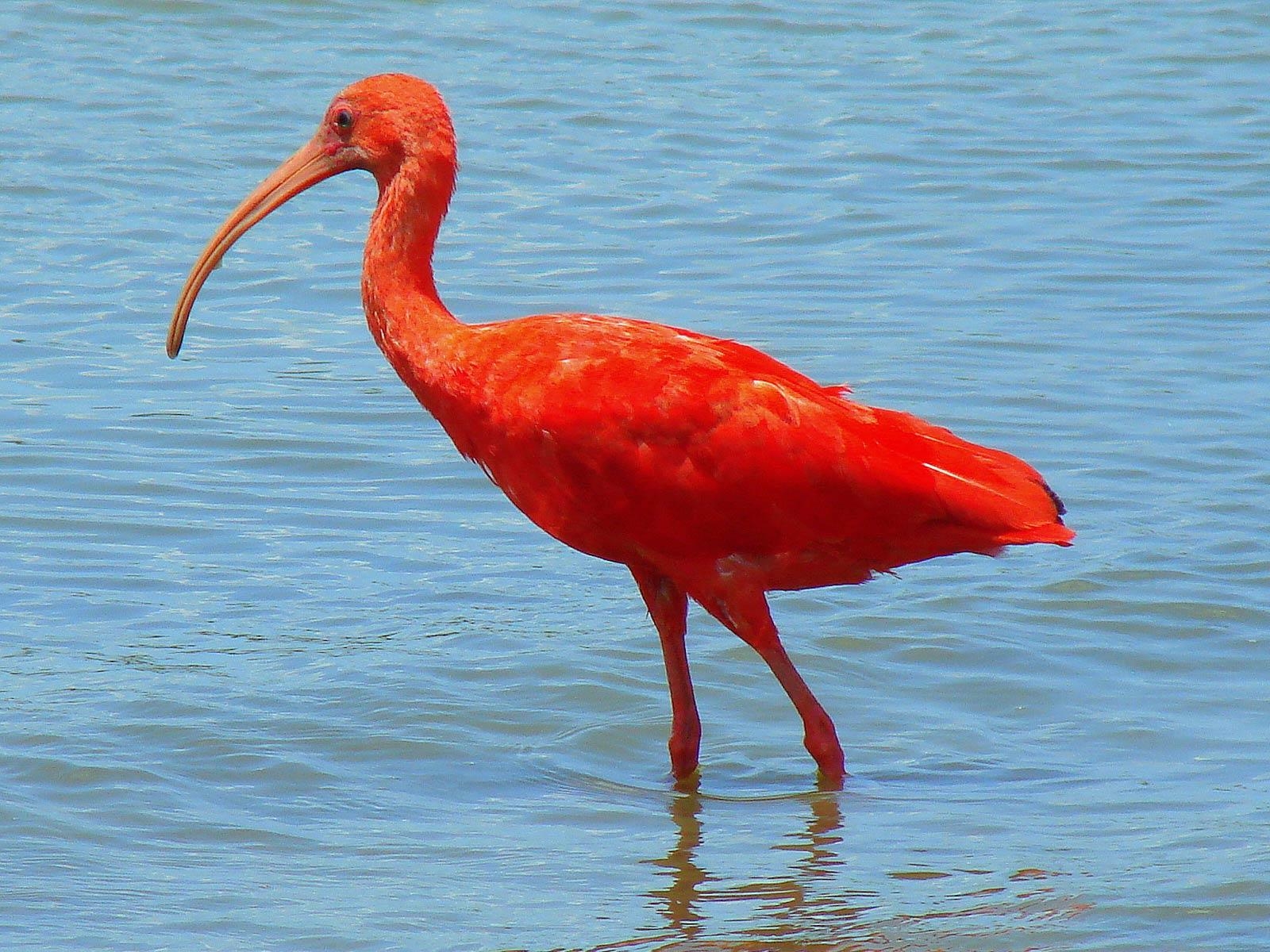 1600x1200 Scarlet Ibis Wallpaper, Desktop