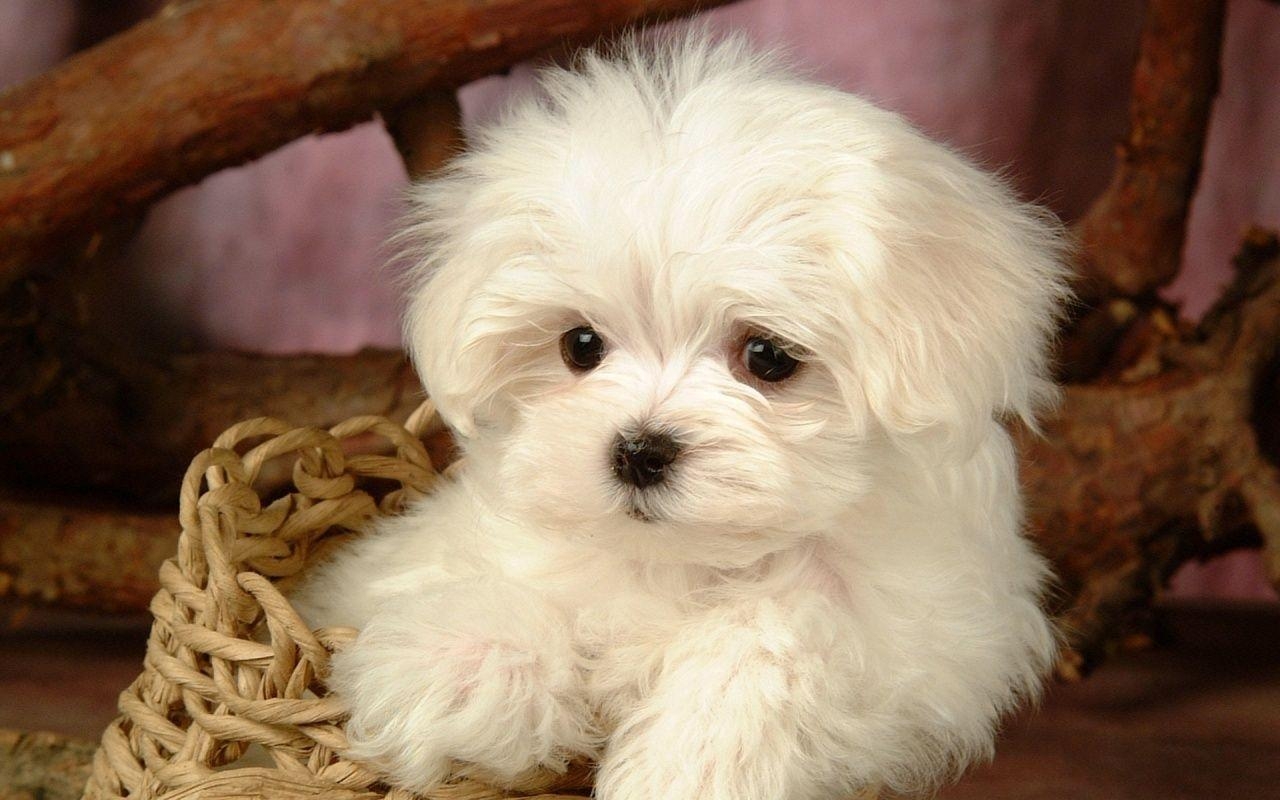 1280x800 Cute fluffy puppy wallpaper, Desktop