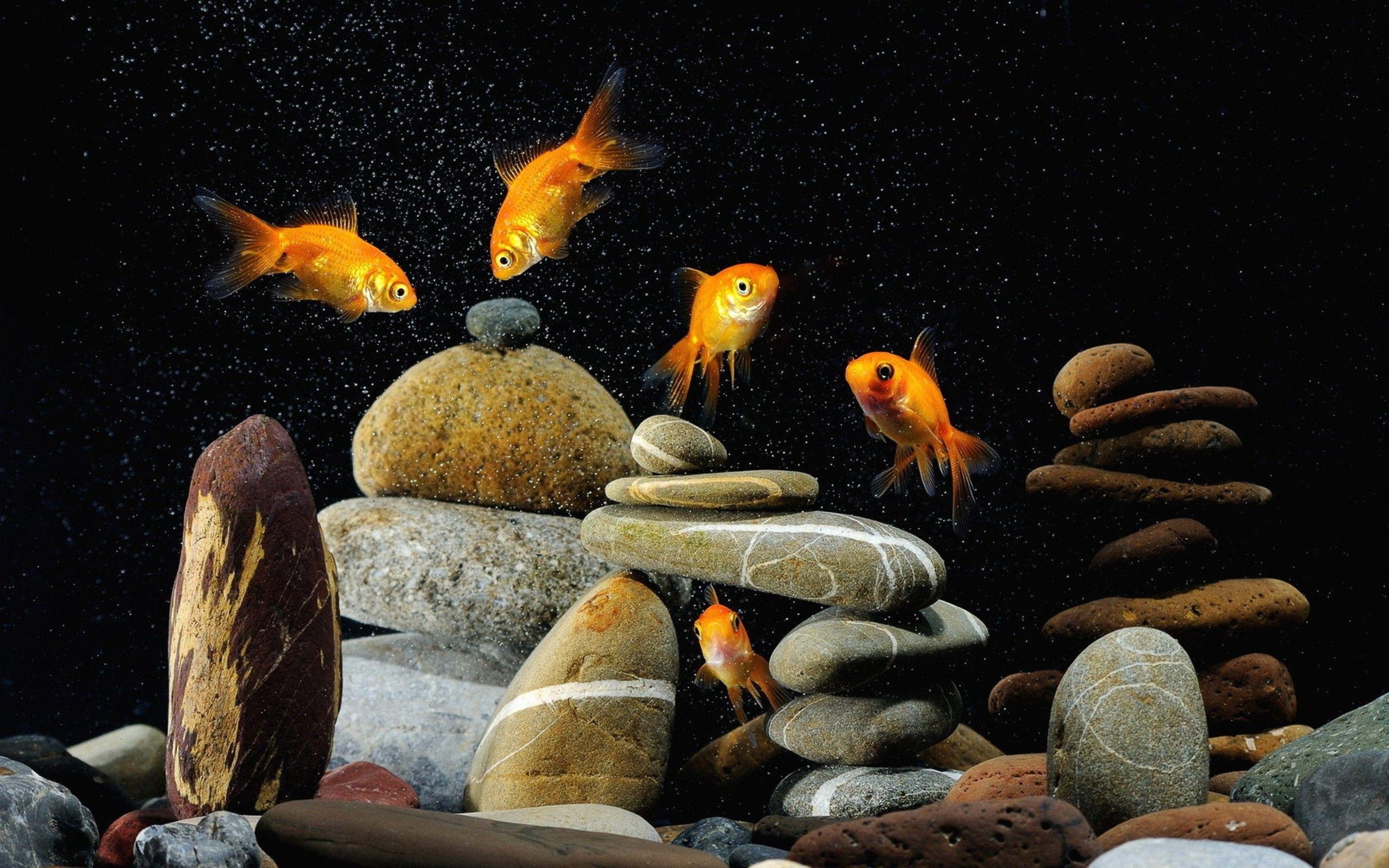 2560x1600 Gold Fish Wallpaper  (599.56 KB), Desktop