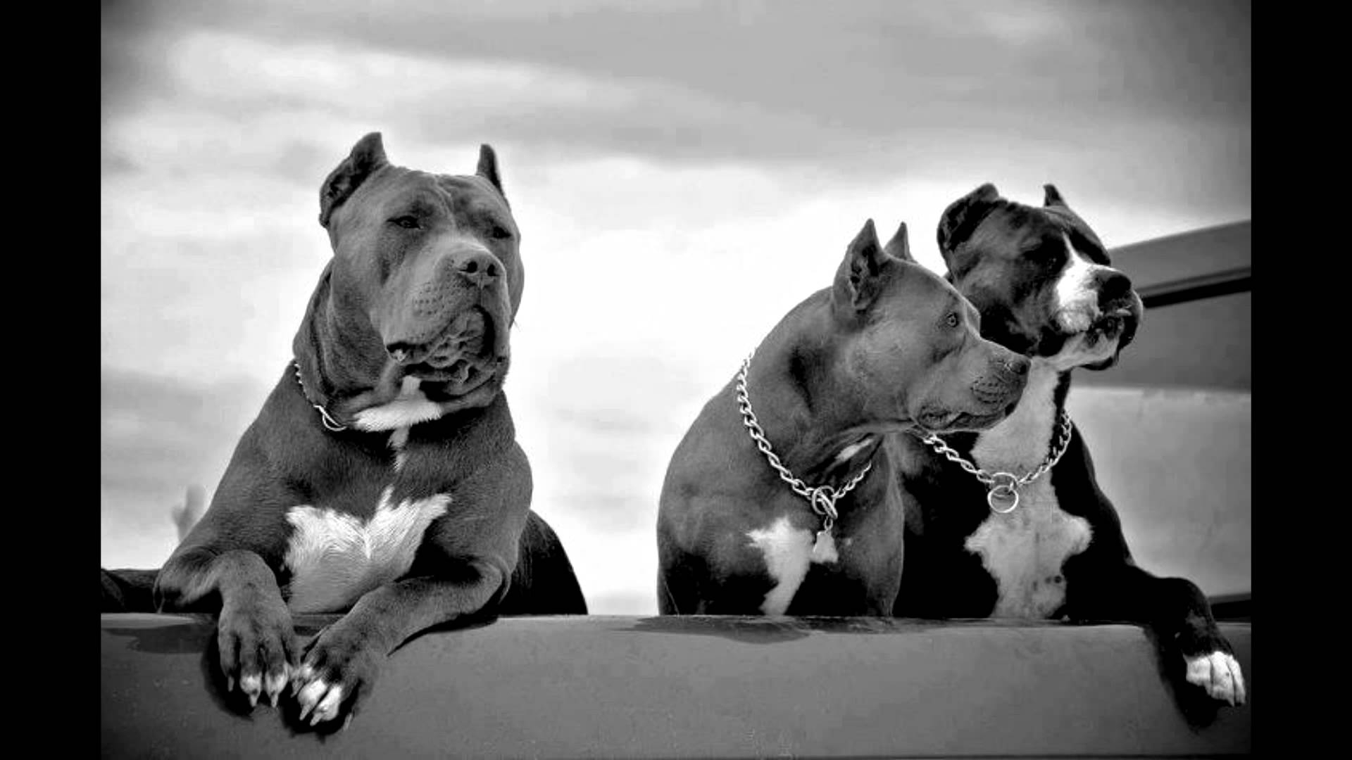 1920x1080 Free Pitbull Wallpaper Download, Desktop