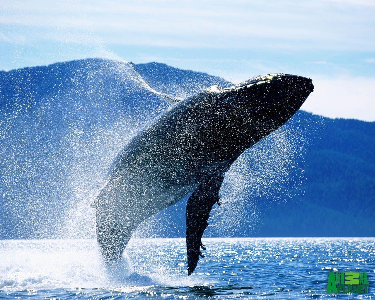 1280x1030 Hump Back Whale Whales Wallpaper, Desktop