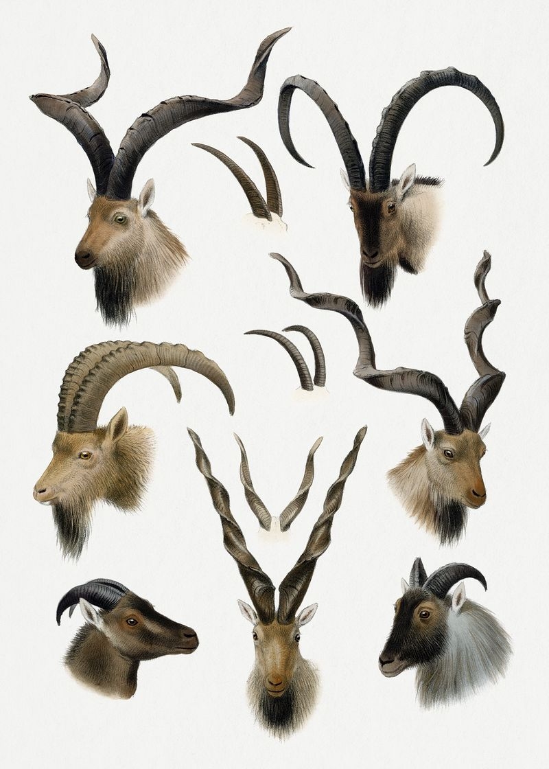 800x1120 Markhor Image Wallpaper, Phone