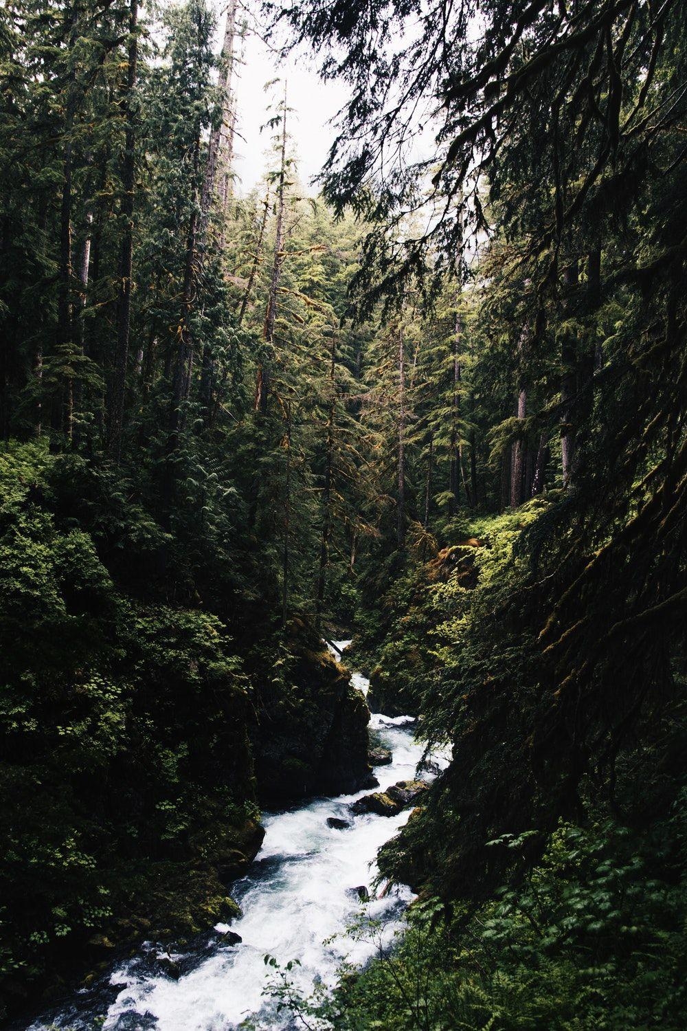 1000x1500 Aesthetic Forest Wallpaper Free Aesthetic Forest, Phone