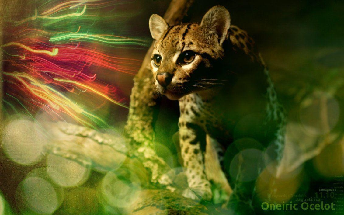 1140x710 Ubuntu Ocelot Wallpaper By Hink Prod, Desktop