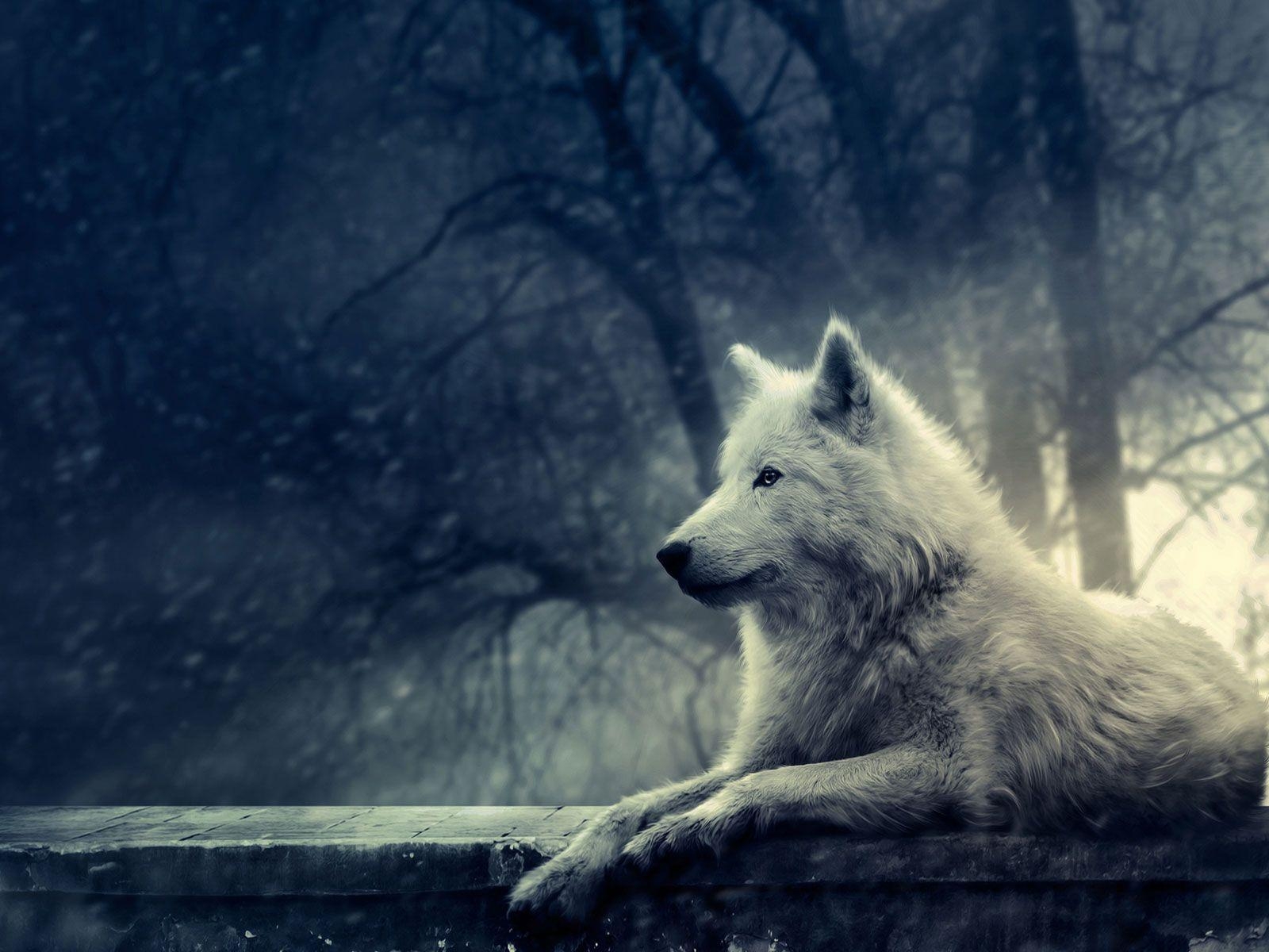 1600x1200 Wolves Howling Wallpaper HD, Desktop