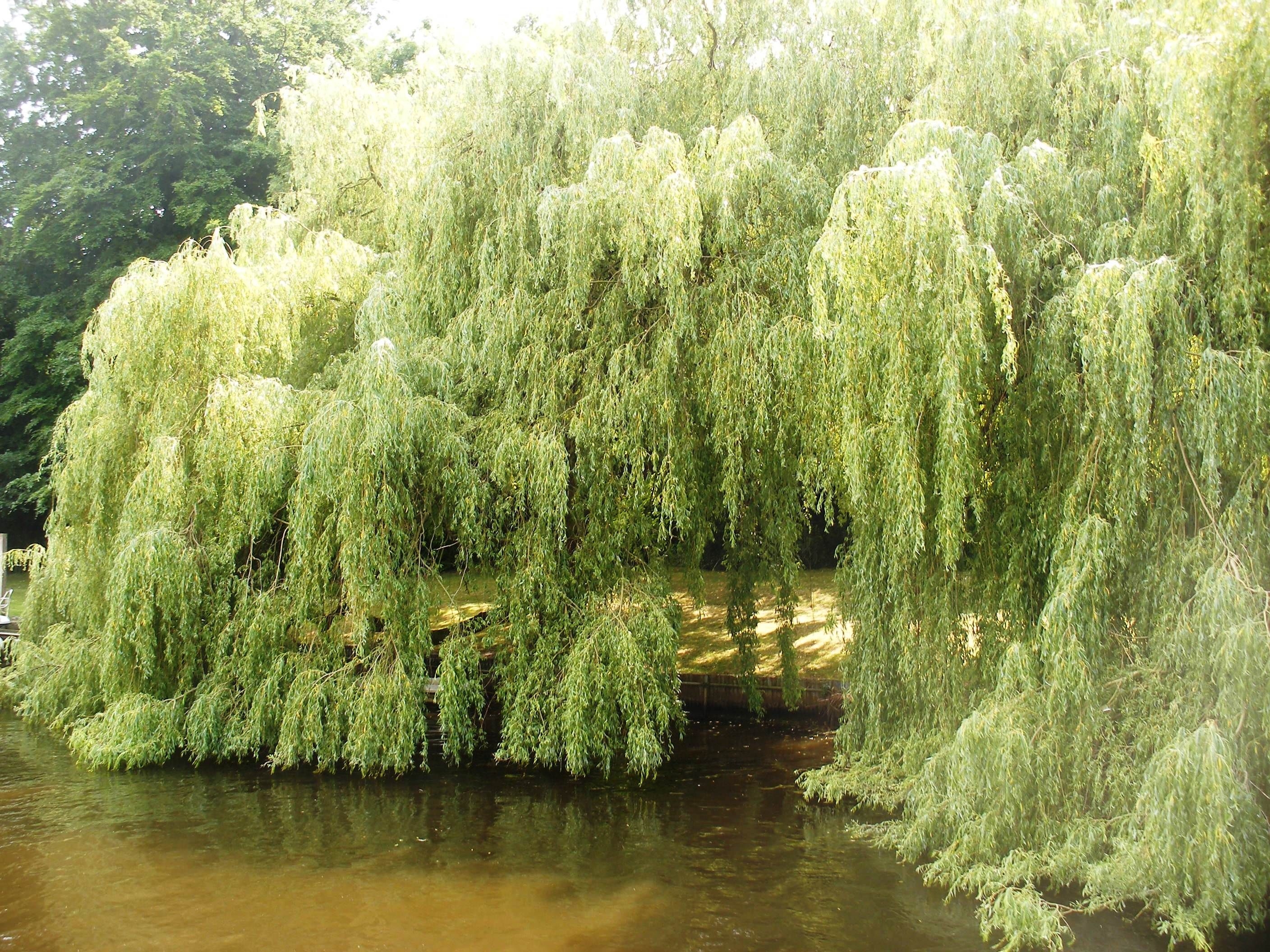 2820x2120 Weeping Willow Tree along the banks of the River Thames taken by A de Carvalho. Weeping willow tree, Willow tree, Weeping willow, Desktop