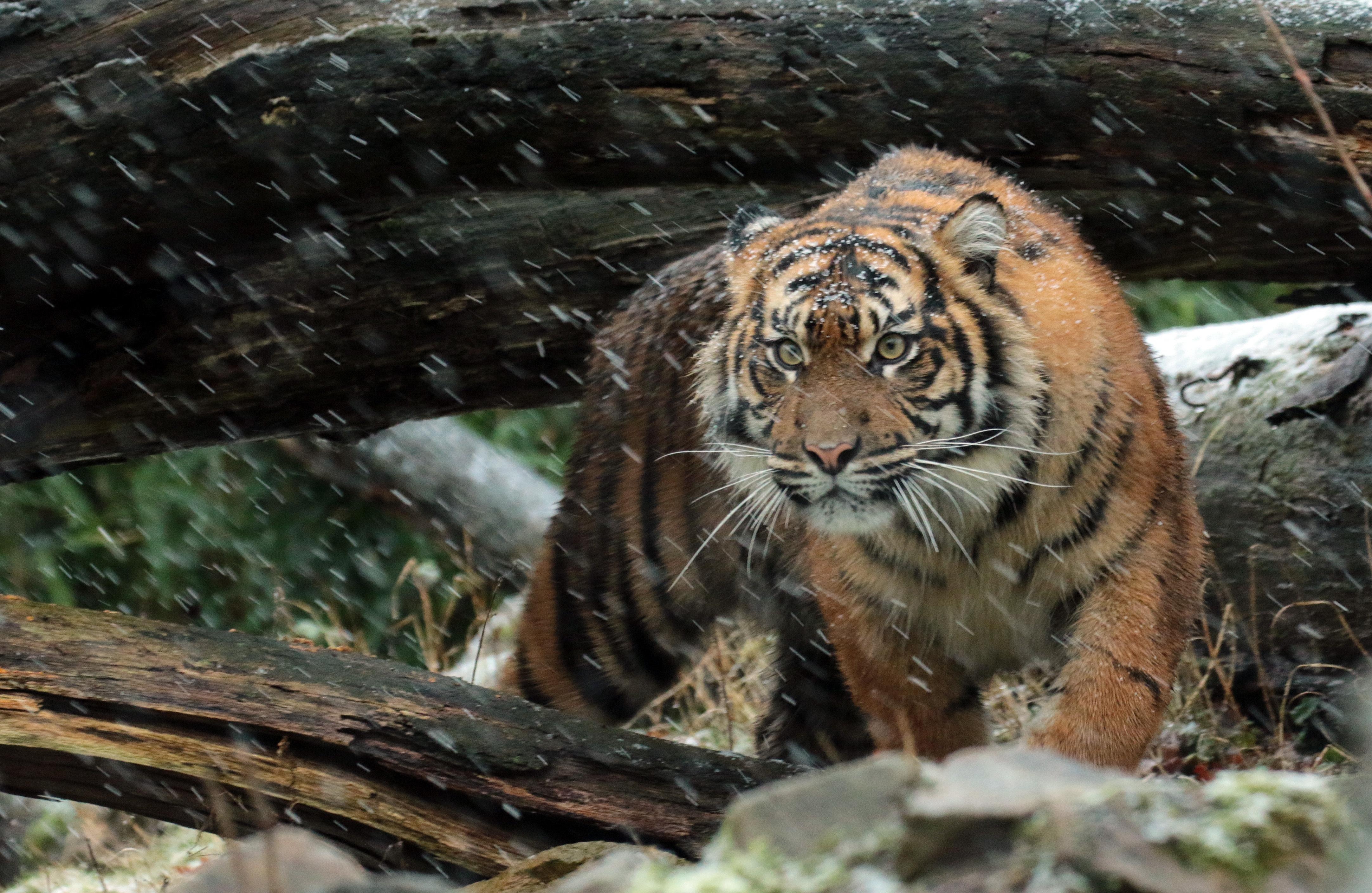 4330x2820 Wallpaper Sumatran tiger, Wild tiger, 4K, Animals, Desktop