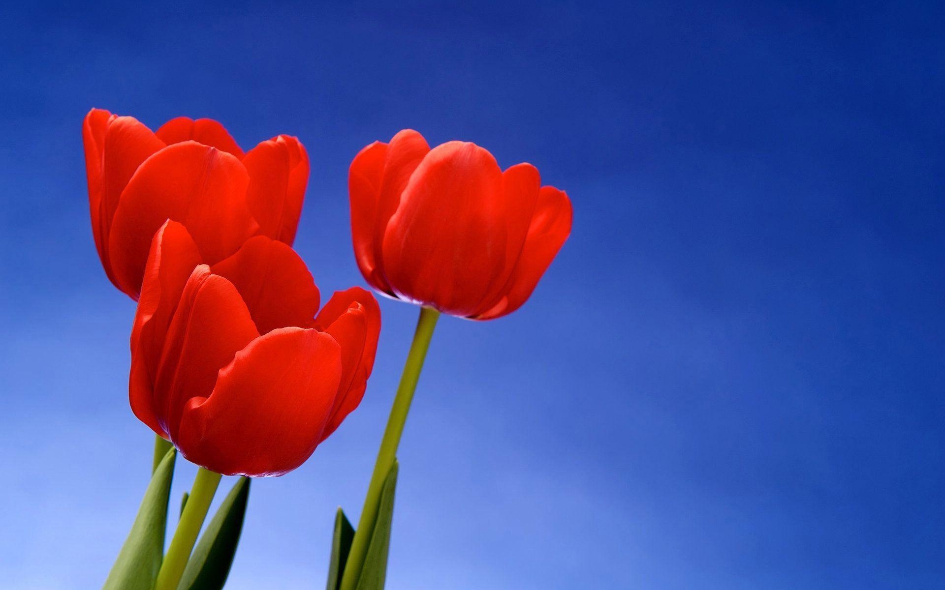 1920x1200 Red tulip trio wallpaper, Desktop