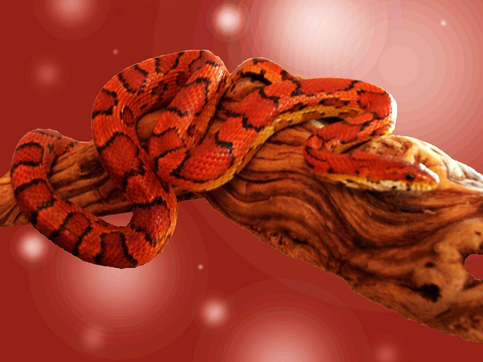 1600x1200 Exotic Snake HD Wallpaper, Desktop