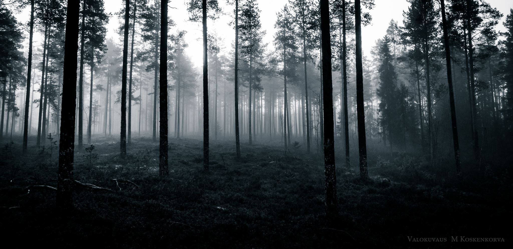 2050x1000 This haunted forest in Kempele Finland [2048997] [OC] #reddit. Haunted forest, Beautiful nature, Nature photo, Dual Screen