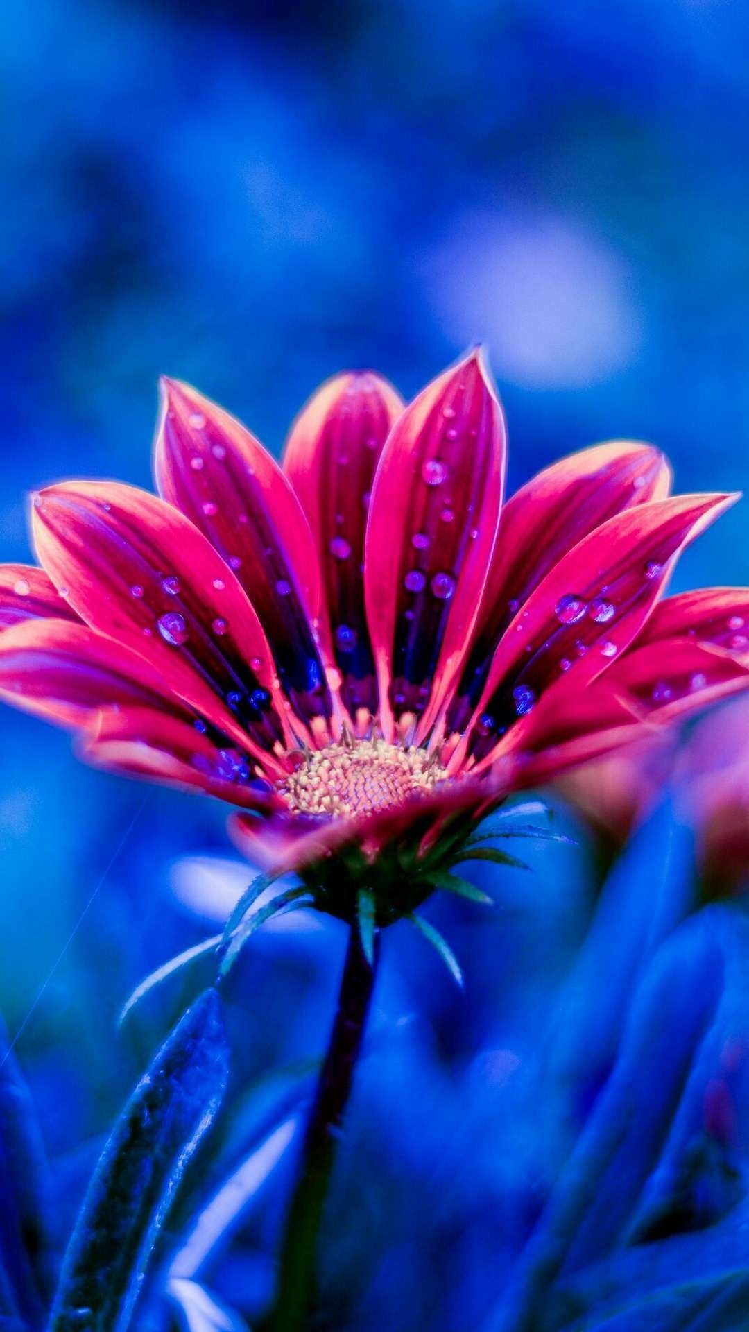 1080x1920 Flowers HD iPhone Wallpaper Free Flowers HD iPhone, Phone