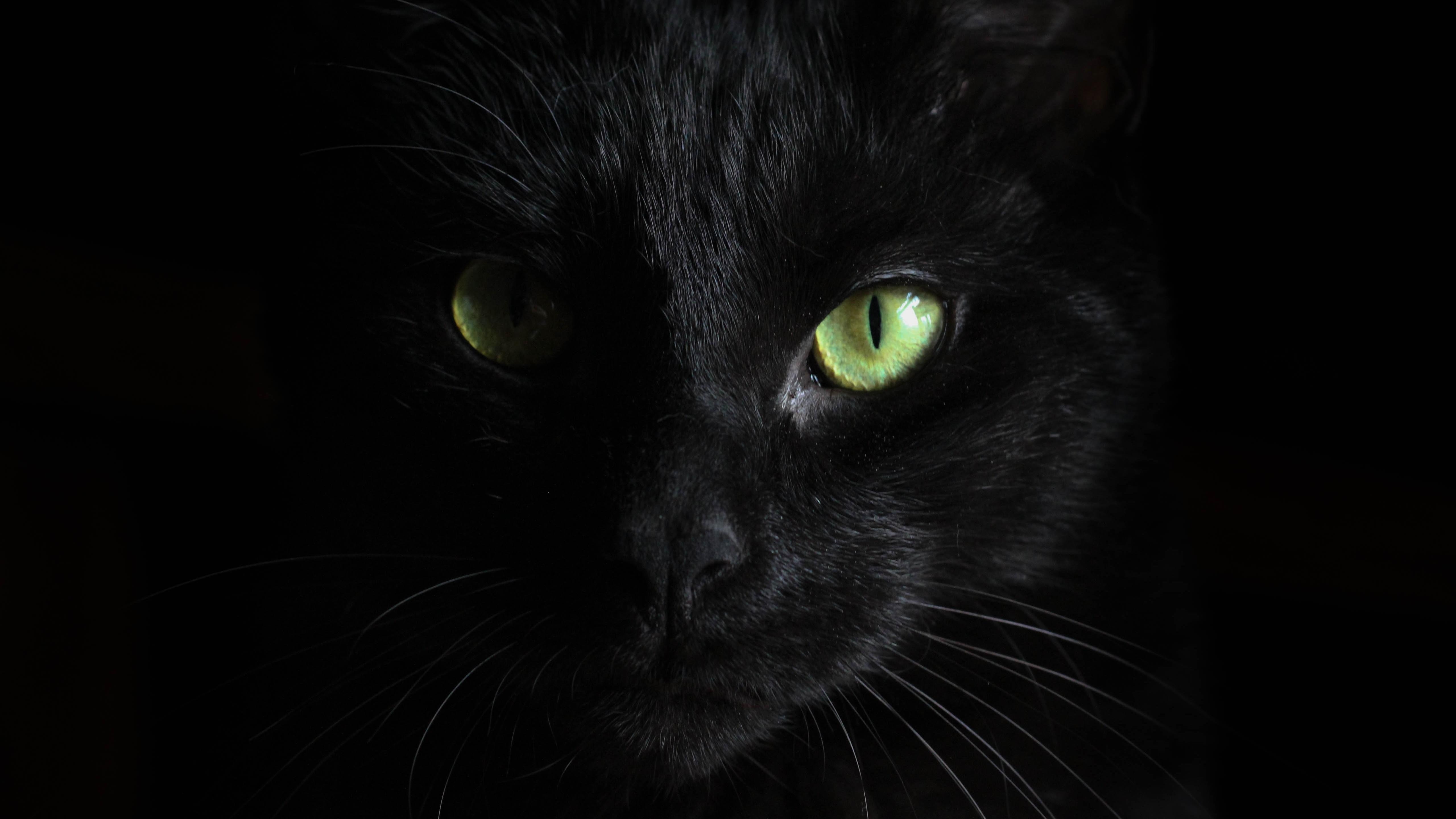 5120x2880 Yellow Eye of Black Cat Dangerous 5K Photo, Desktop