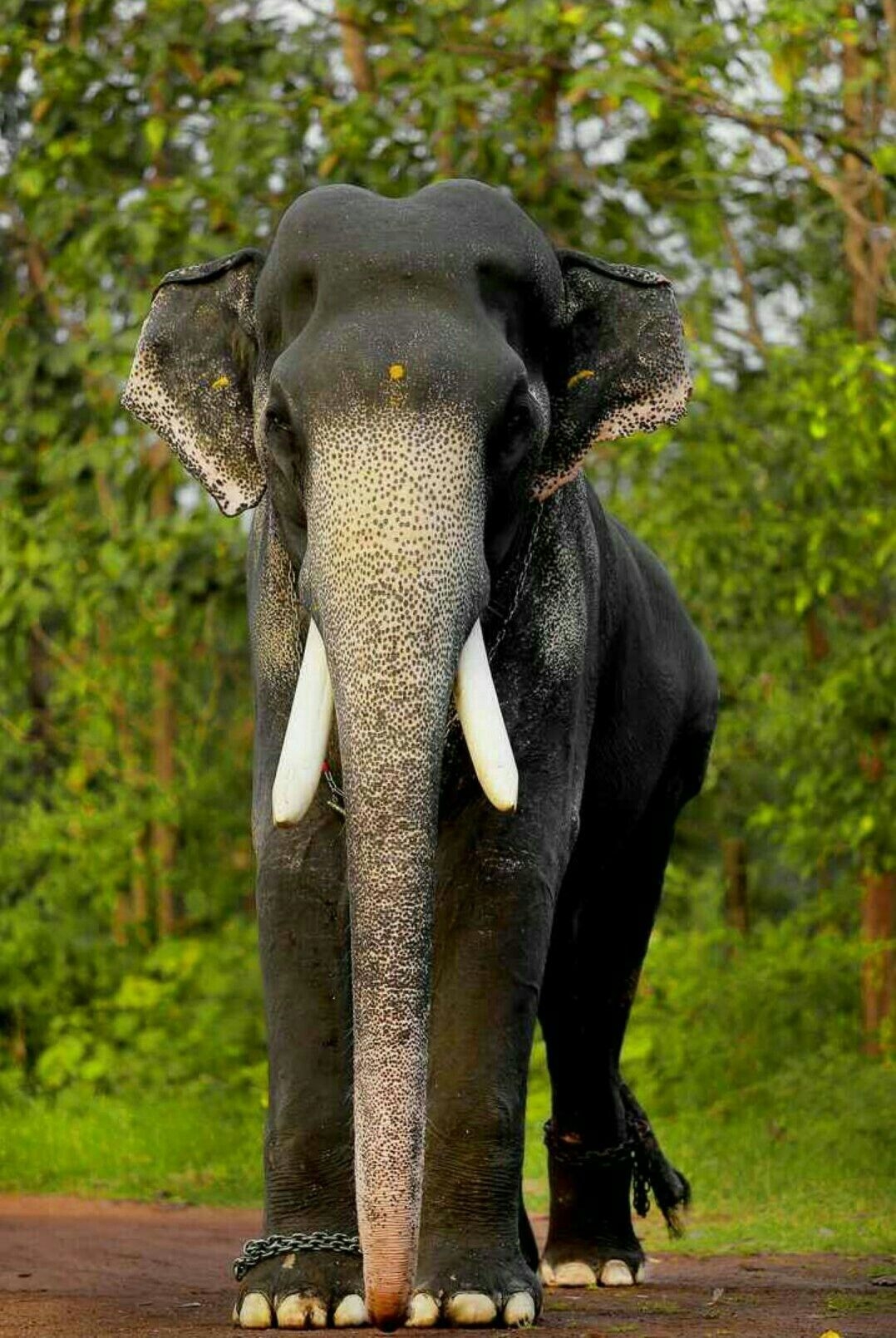 1080x1610 മംഗലാംകുന്ന്‌ കർണ്ണൻ. Elephants photo, Phone