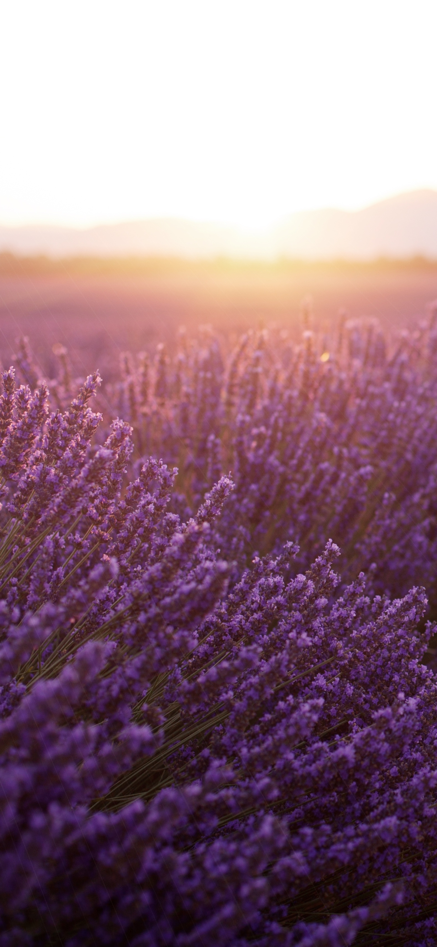 1440x3120 Mobile wallpaper: Landscape, Nature, Flowers, Sunset, Summer, Flower, Earth, Field, Lavender, Depth Of Field, 1165771 download the picture for free, Phone