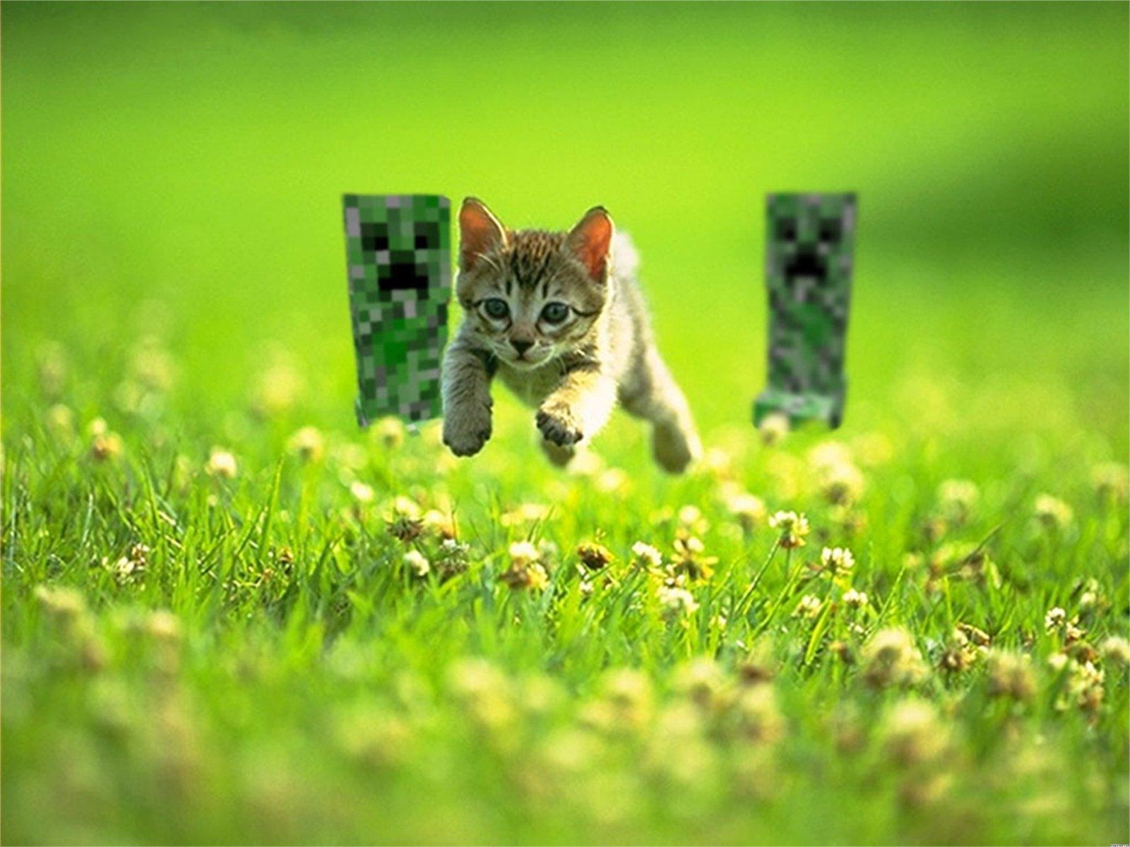 1600x1200 Minecraft Cat Wallpaper Free Minecraft Cat Background, Desktop