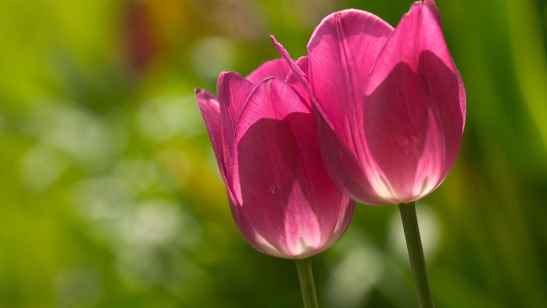 1920x1080 Pink Tulip Flower Wallpaper, Desktop