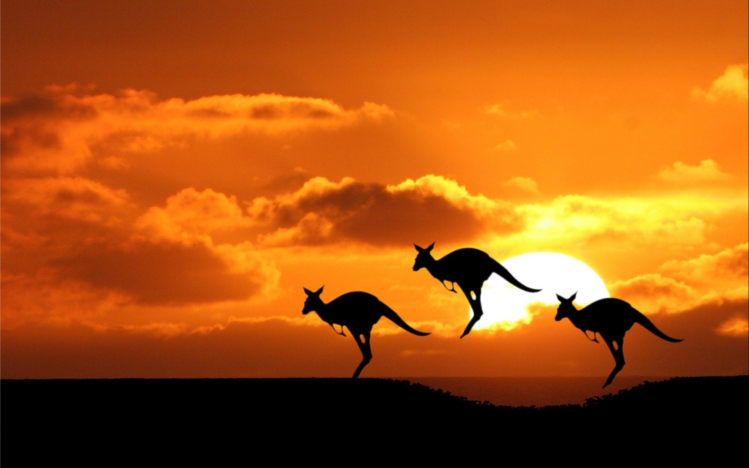 2560x1600 Kangaroo HD Wallpaperwallpaper.net, Desktop