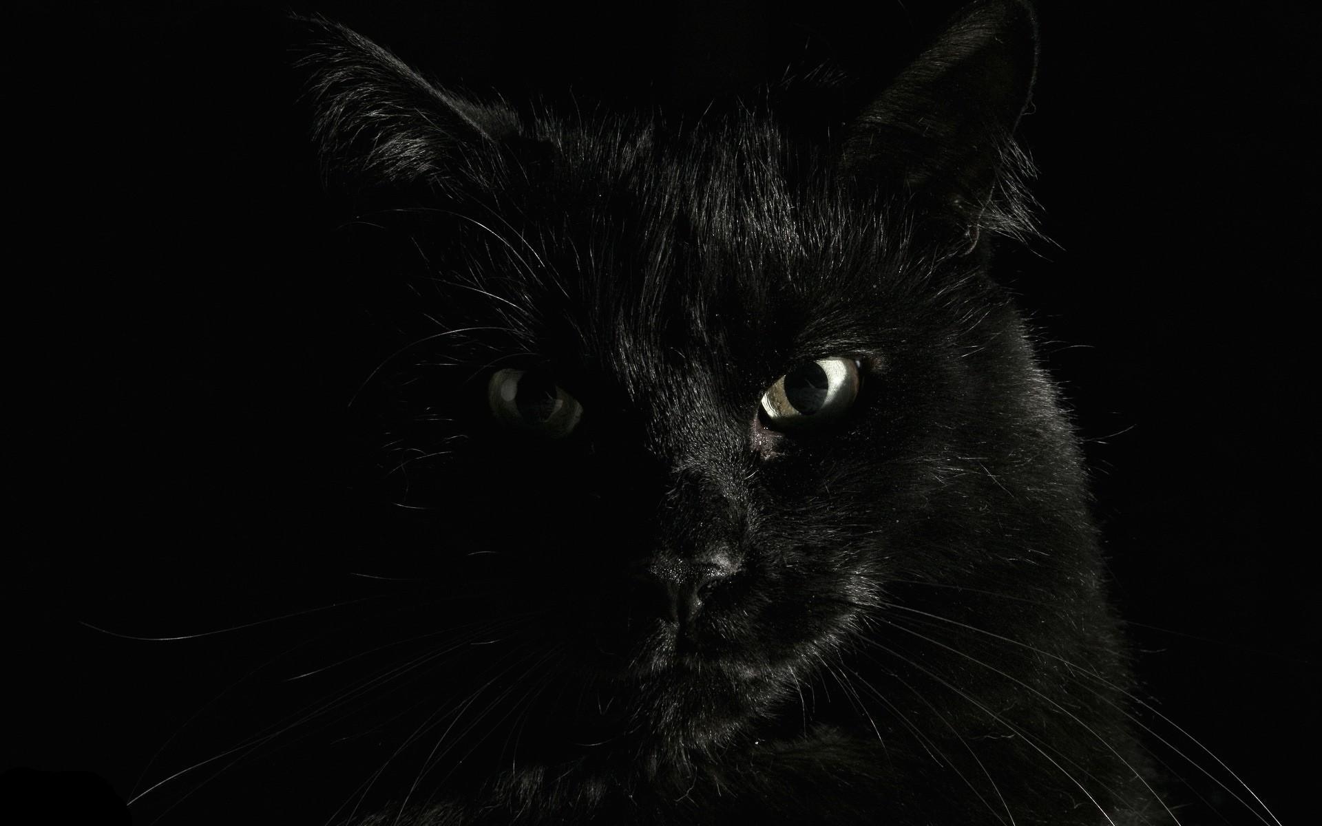 1920x1200 animals cat black cats wallpaper and background. Animal, Desktop