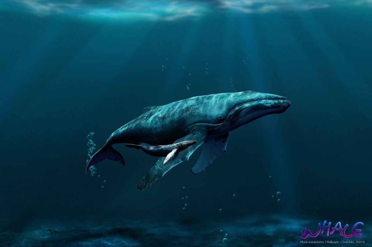 1280x850 Whales Wallpaper, Desktop