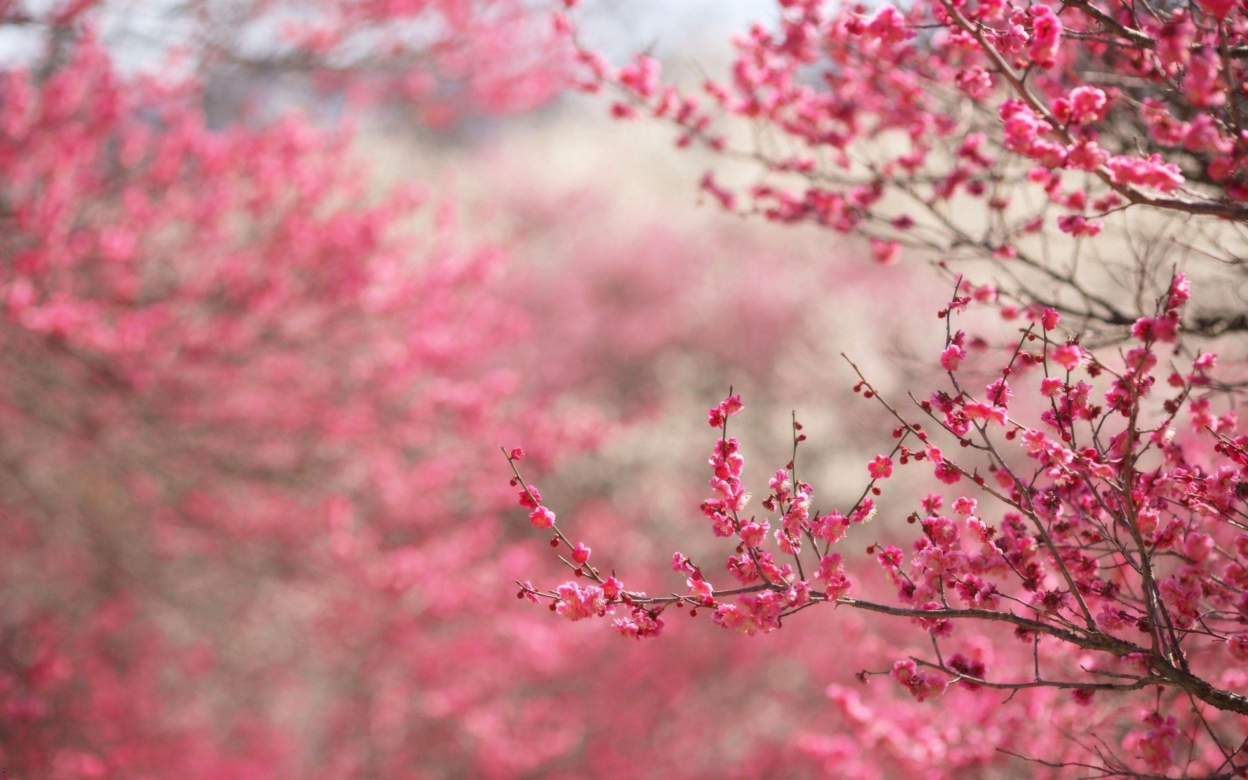 2560x1600 Pink Trees Wallpaper, Desktop