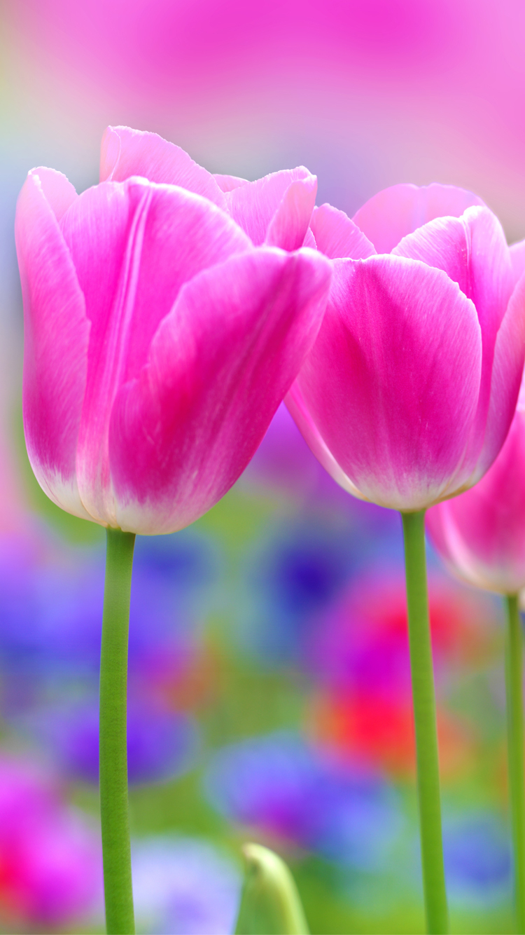 750x1340 Apple iPhone 6s Wallpaper with Pink Tulips Flower Wallpaper. Wallpaper Download. High Resolution Wallpaper, Phone