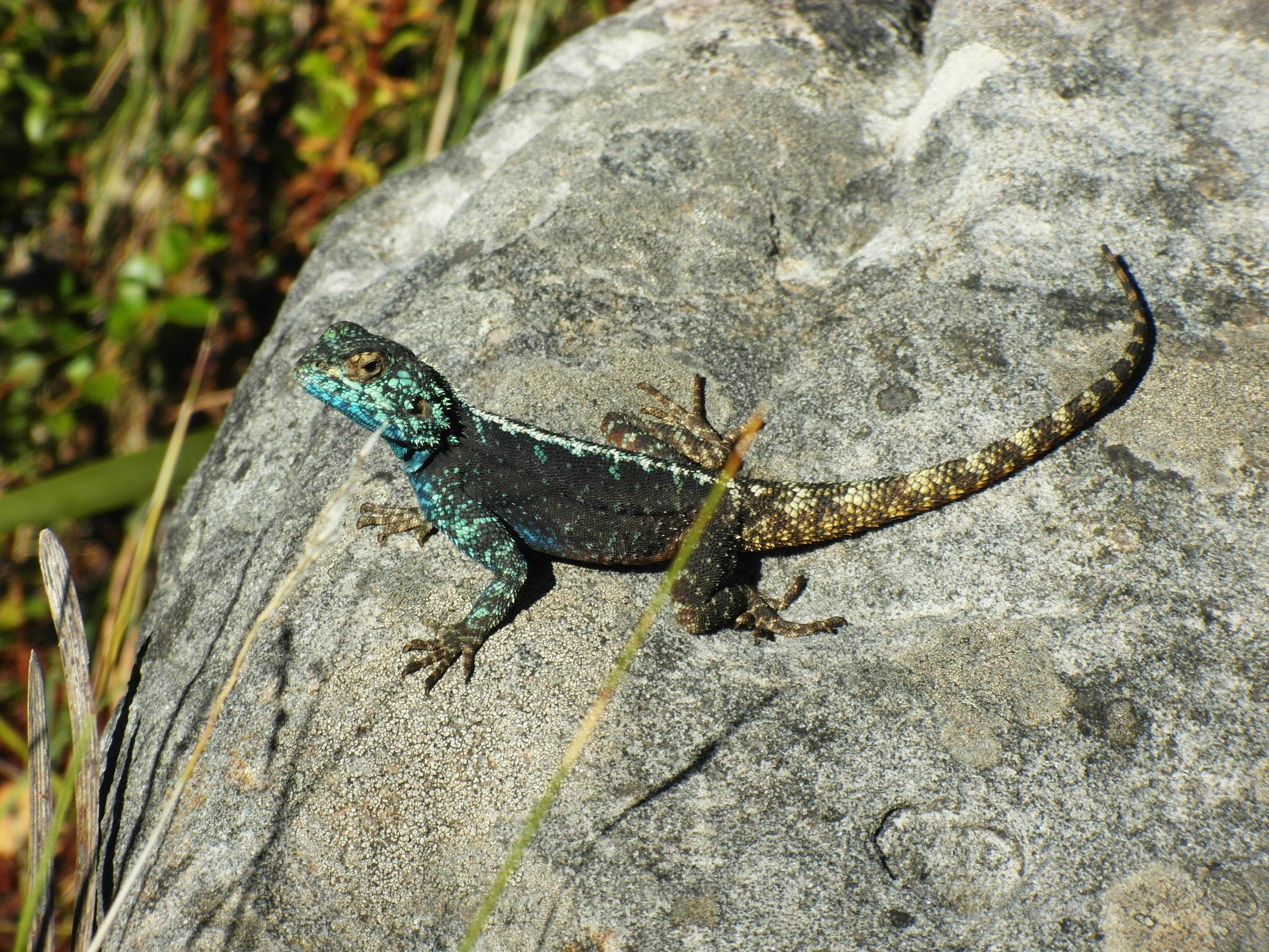 2050x1540 Southern Rock Agama (Agama atra) · iNaturalist.ca, Desktop