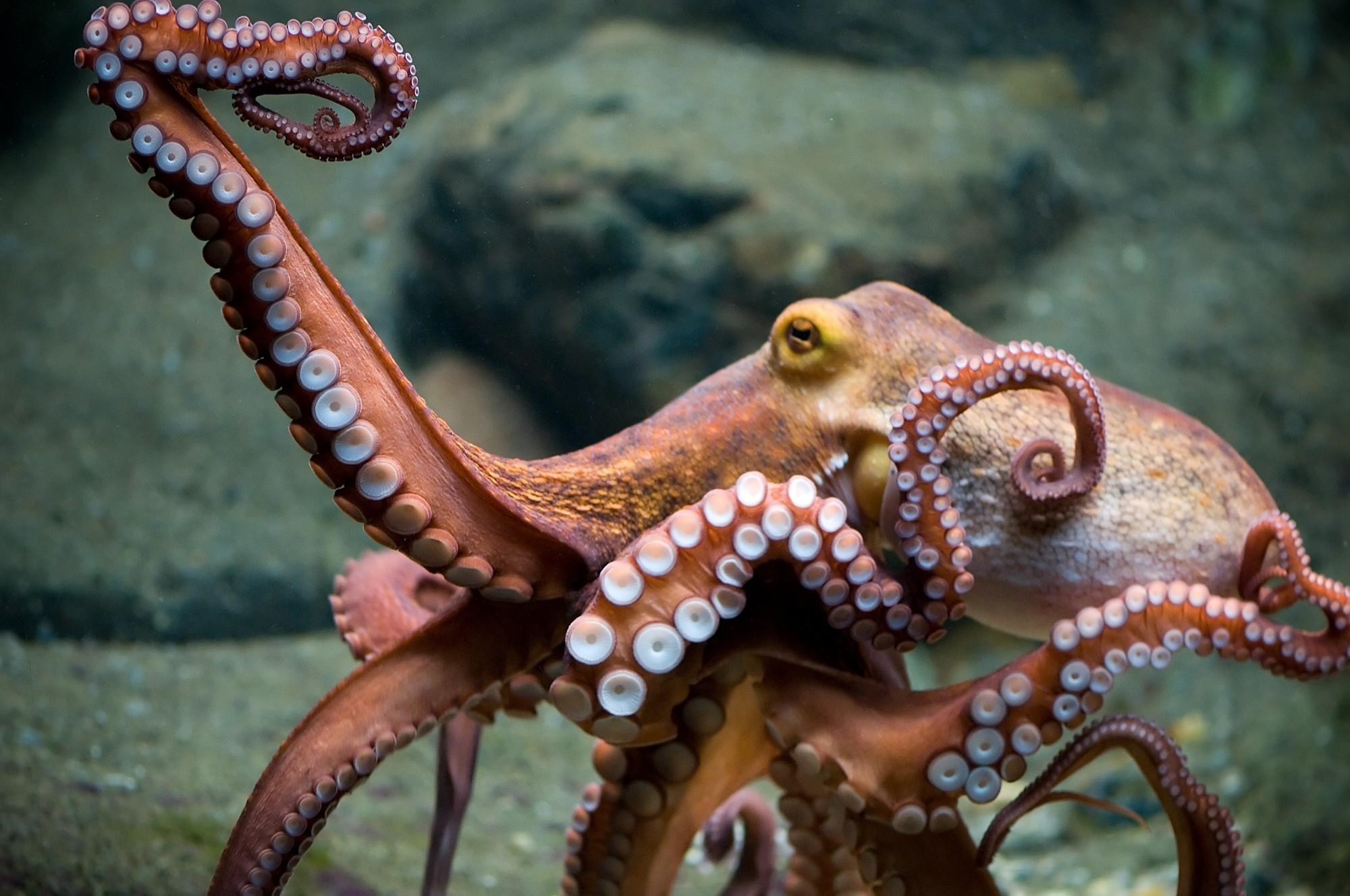 2000x1330 Octopus Wallpaper (the best image in 2018), Desktop