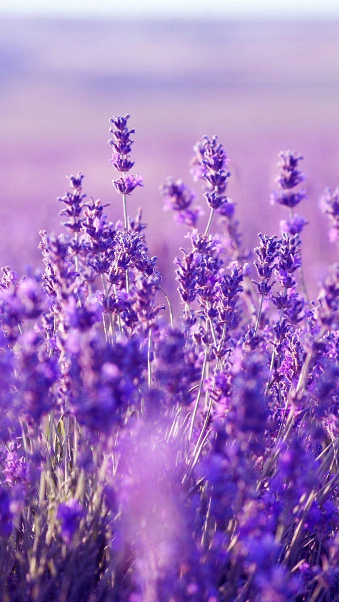 1080x1920 iPhone Wallpaper. Lavender, English lavender, Purple, Flower, Phone