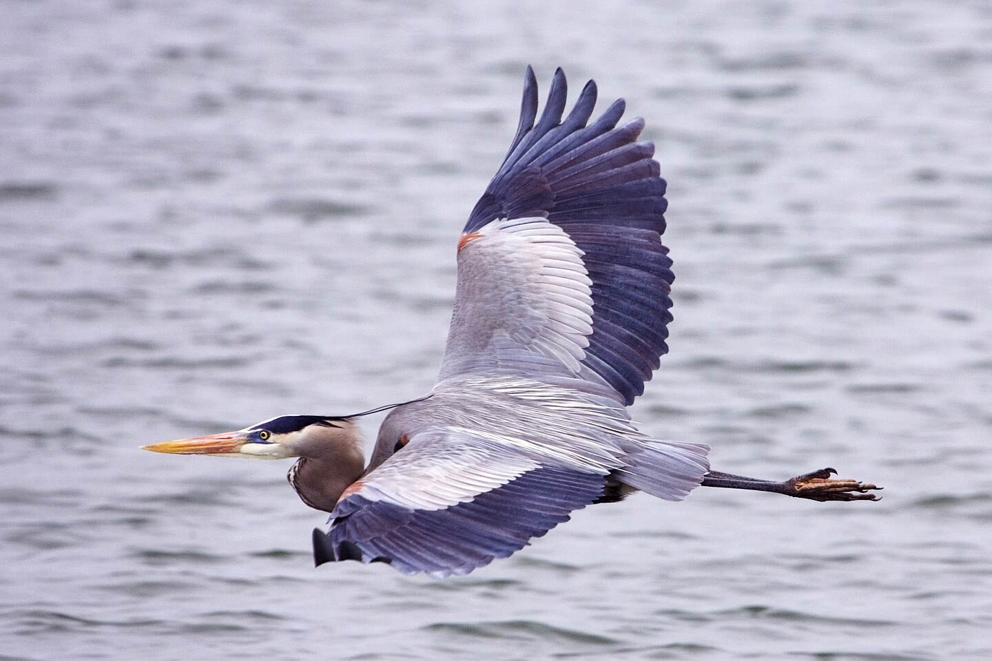 1440x960 Heron wallpaperx960, Desktop