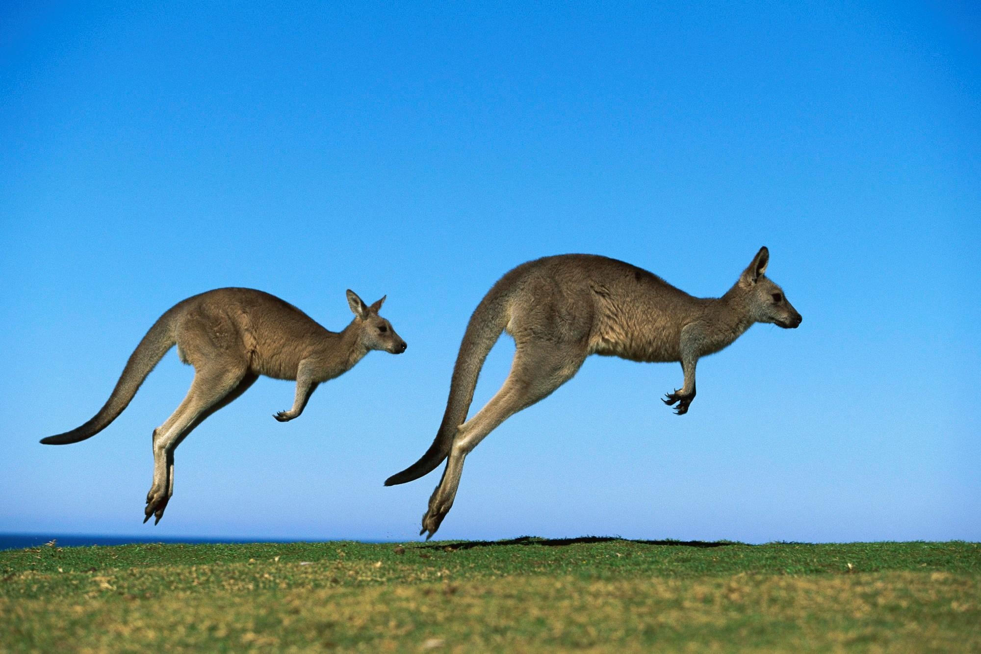 2000x1340 Animal Kangaroo HD Wallpaper, Desktop