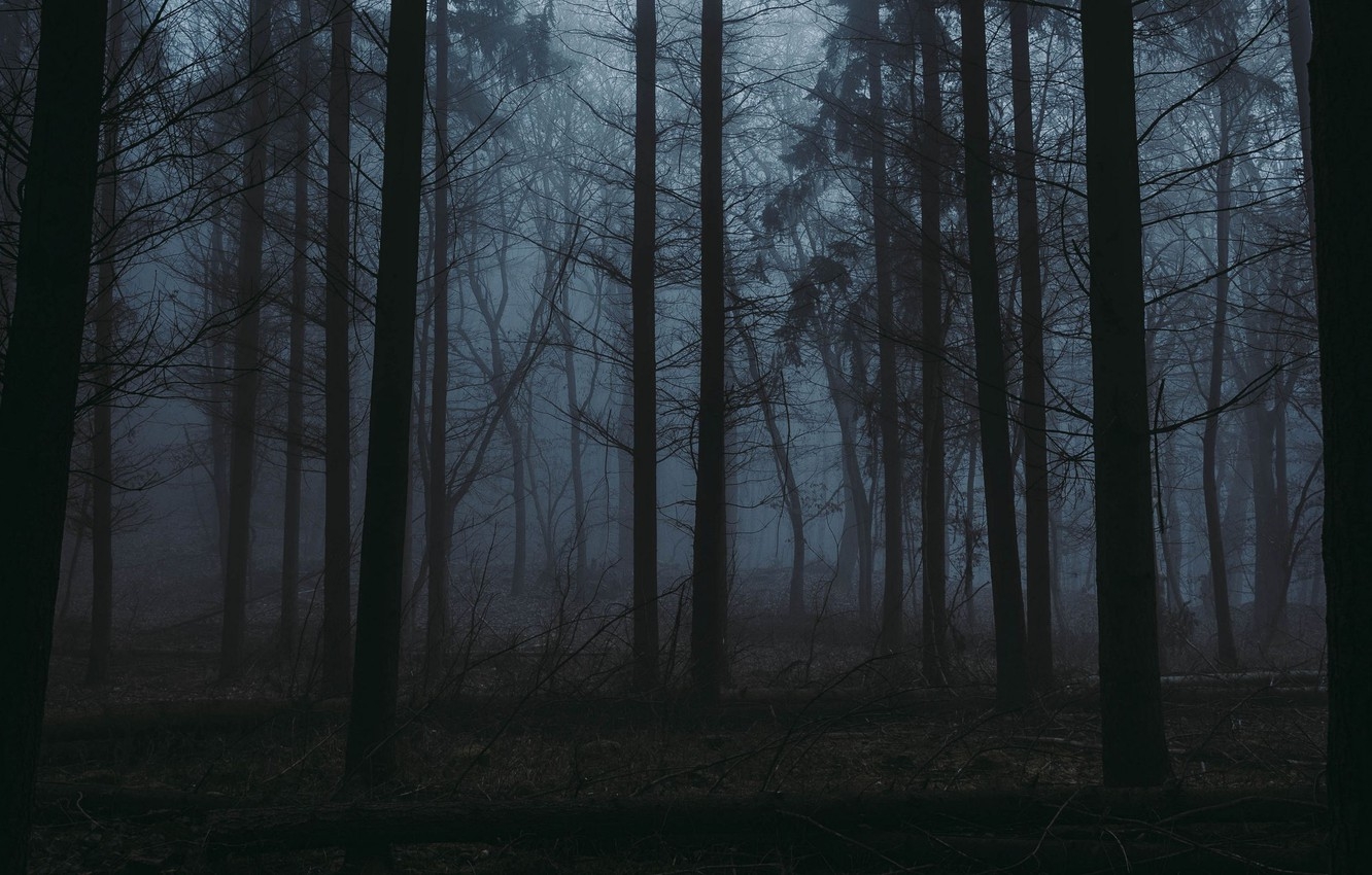 1340x850 Wallpaper forest, trees, nature, fog, twilight image for desktop, section природа, Desktop