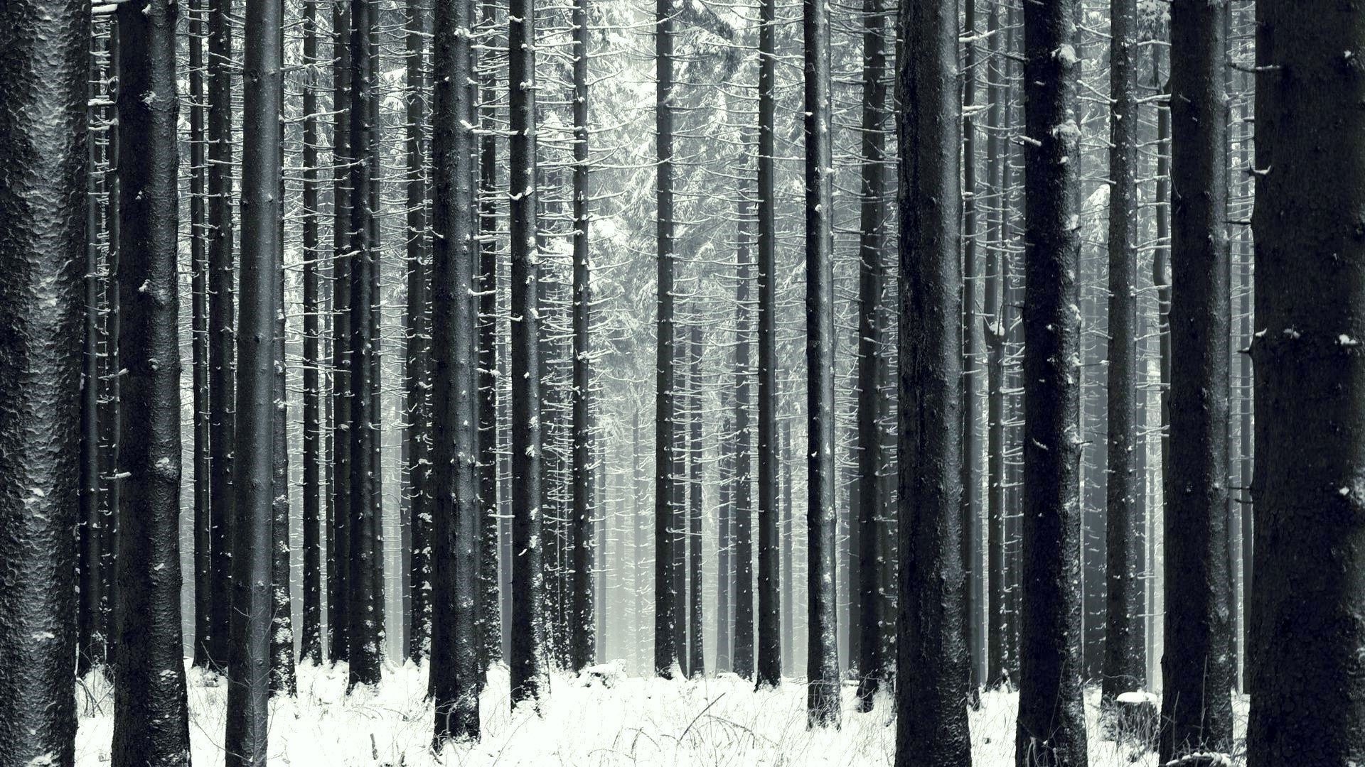 1920x1080 Winter Forest Wallpaper, Desktop