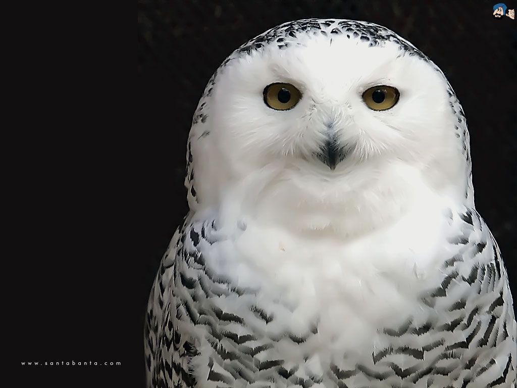 1030x770 Free Wallpaper: White Owl Wallpaper, Desktop