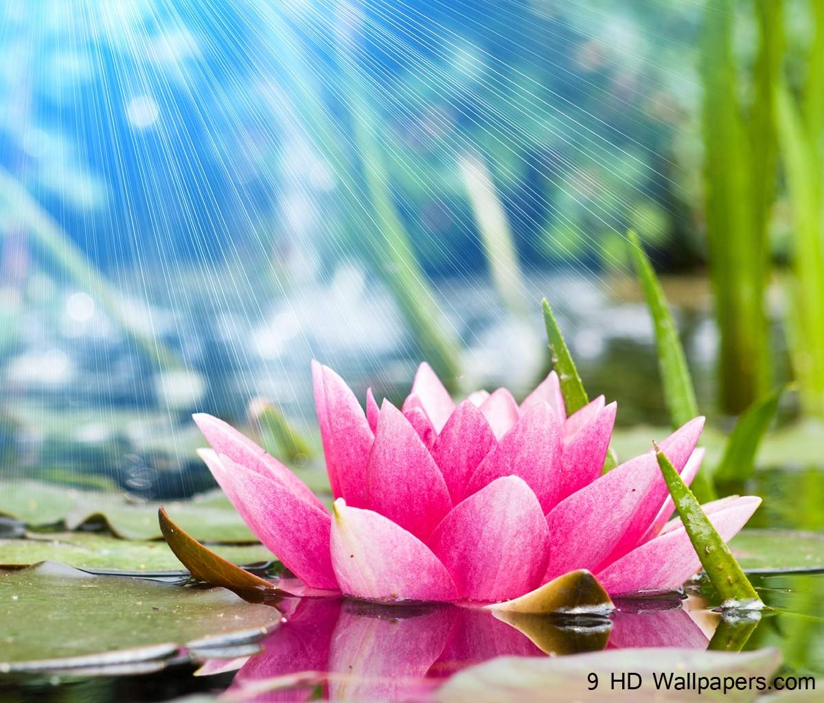 1200x1030 Lotus Flower HD Wallpaper, Flowers Image And Photo, Desktop