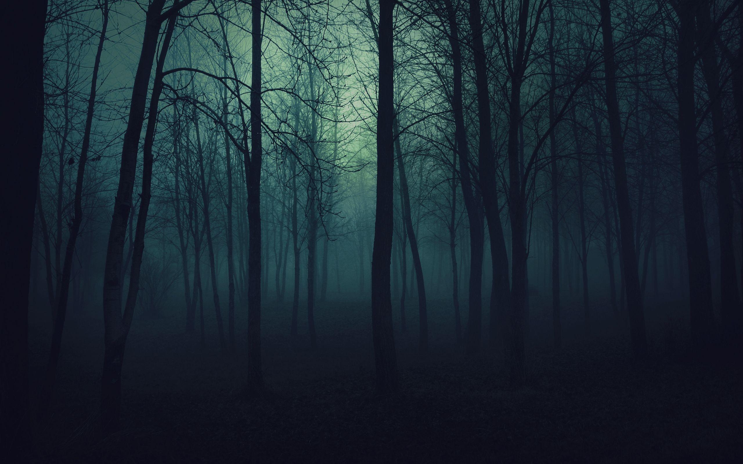 2560x1600 Dark Scary Forest Background Image & Picture. Forest, Desktop