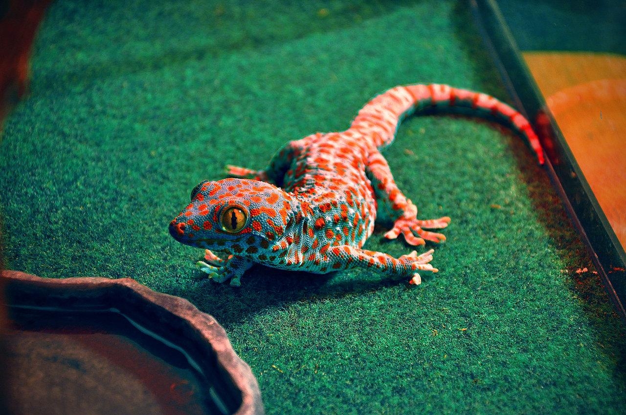 1280x850 Gecko Wallpaper High Resolution ZNRWT, Desktop