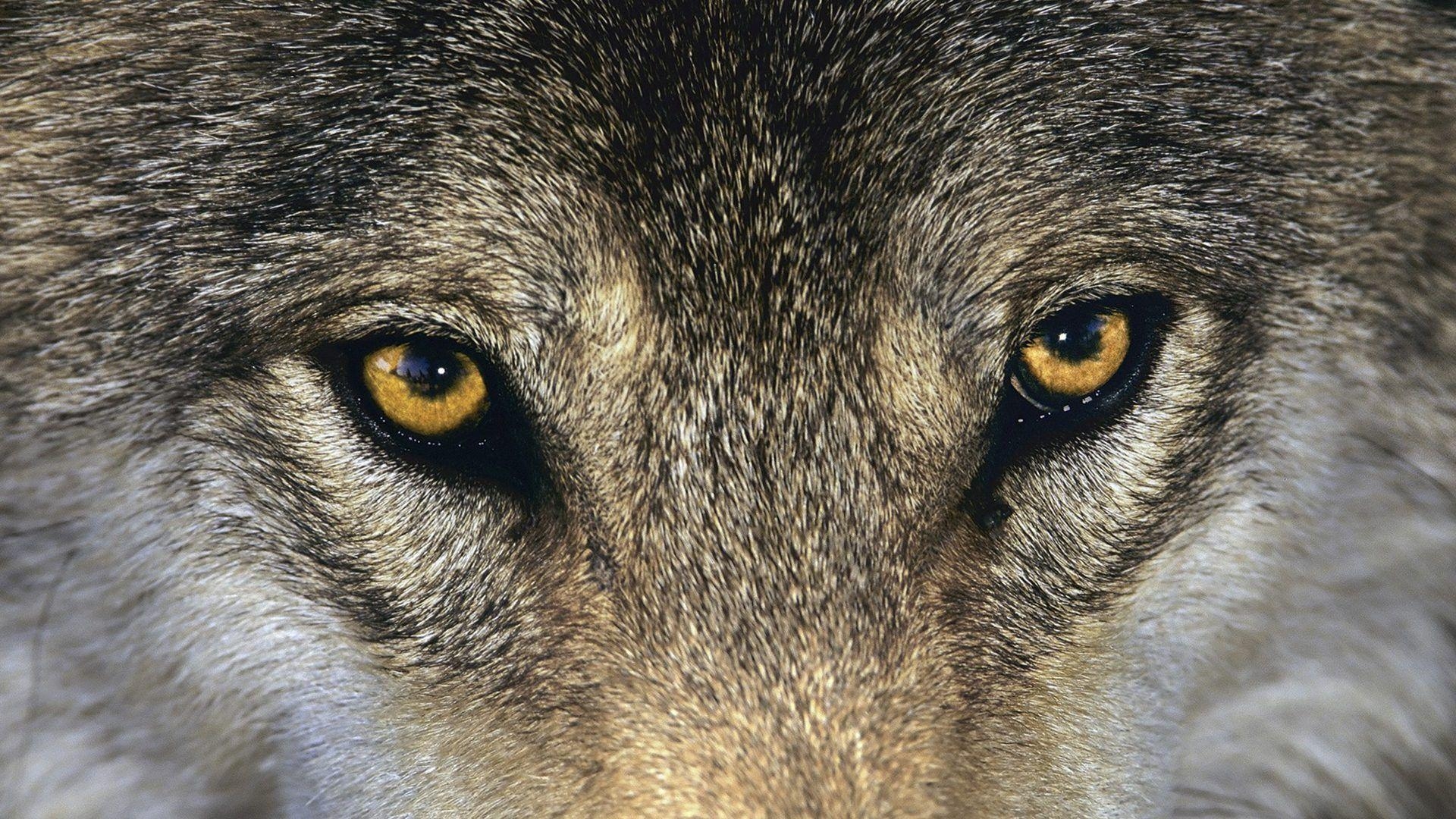 1920x1080 Desktop Growling Wolf Pics, Desktop