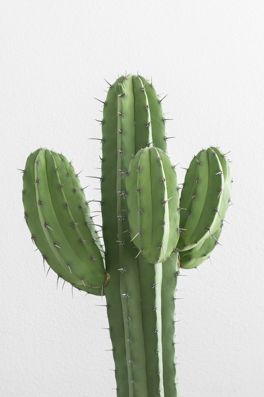 1000x1500 Cactus Wallpaper: Free HD Download [HQ], Phone