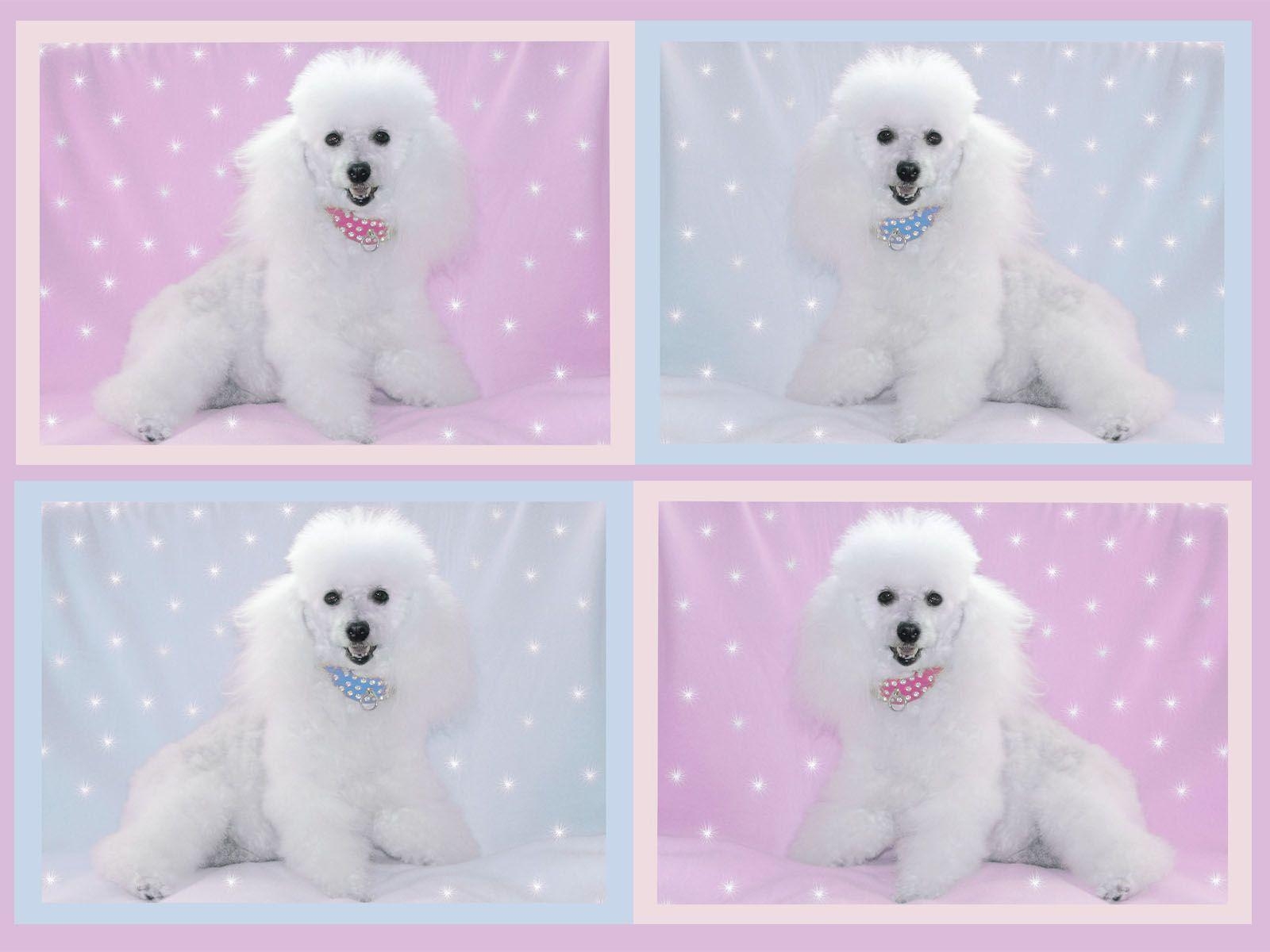 1600x1200 Poodle Desktop Wallpaper Background HD Cake Picture To Picture, Desktop