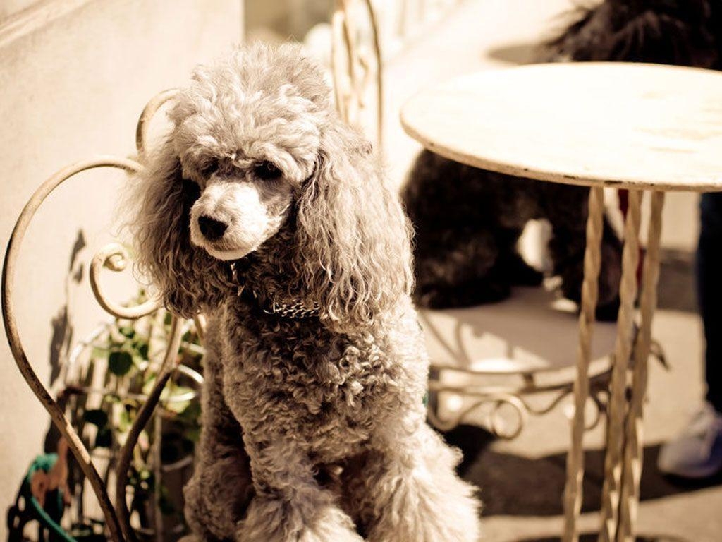 1030x770 Poodle beside drums wallpaper, Desktop