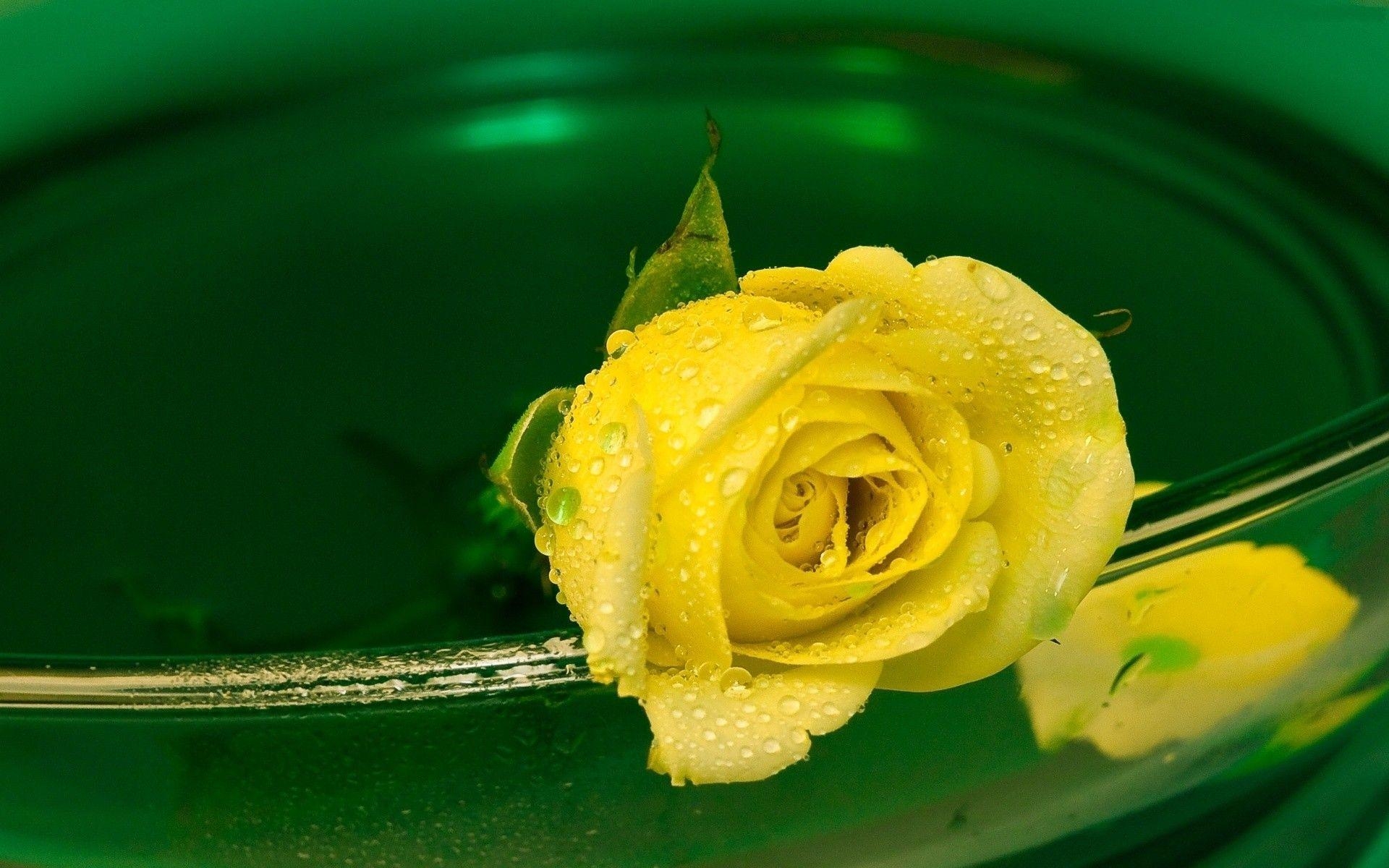 1920x1200 Yellow Rose Wallpaper HD wallpaper, Desktop