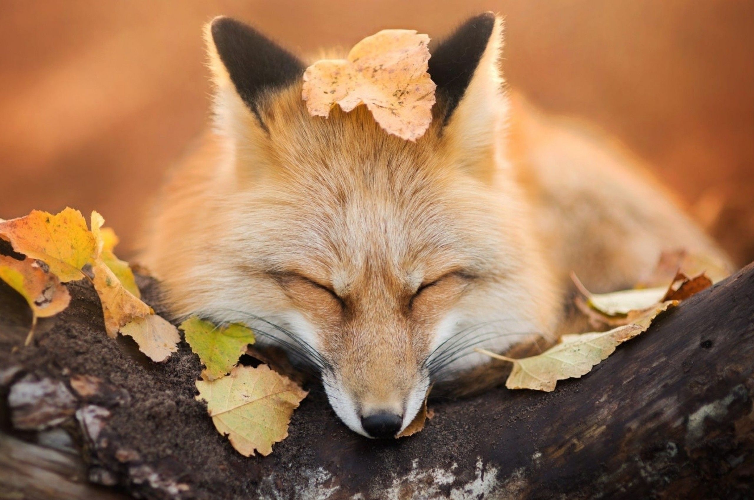 2560x1700 Download  Fox, Sleeping, Wood, Autumn, Leaves, Cute Wallpaper for Chromebook Pixel, Desktop